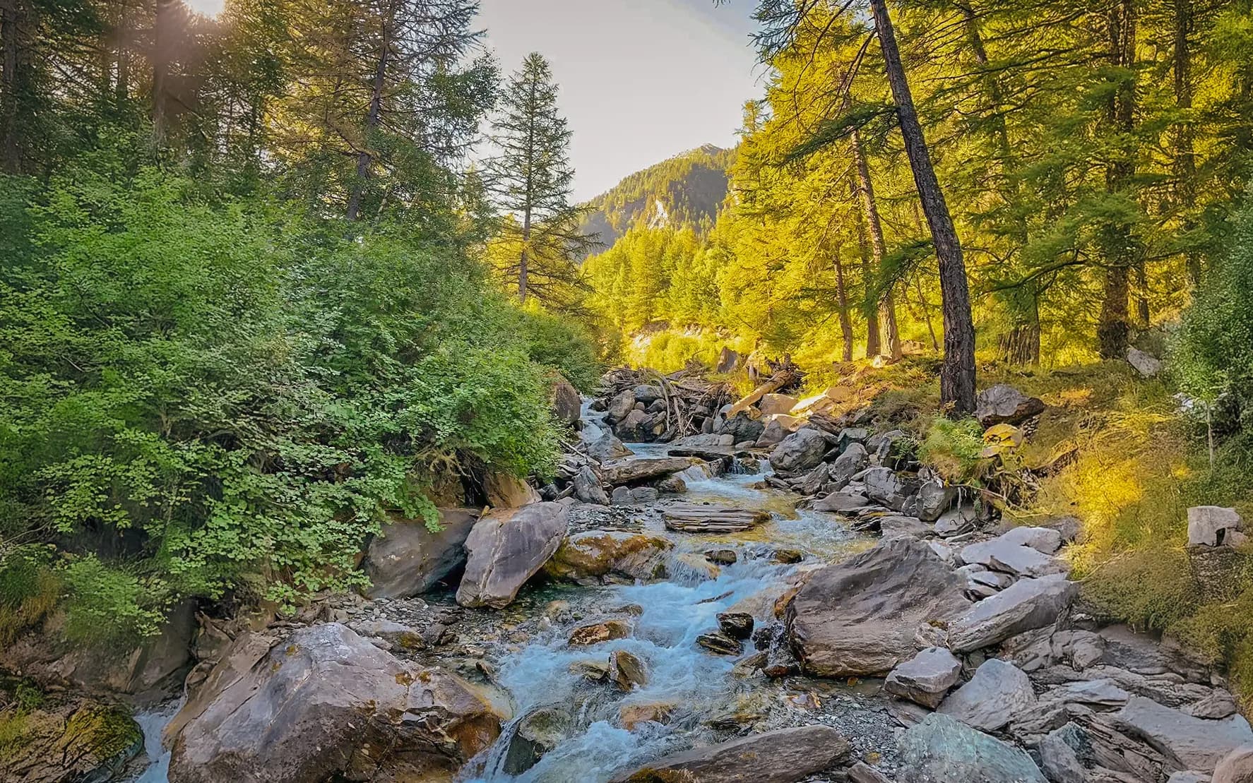 A crystal-clear stream meanders between rocks, surrounded by lush green forests at Mont Viso.
