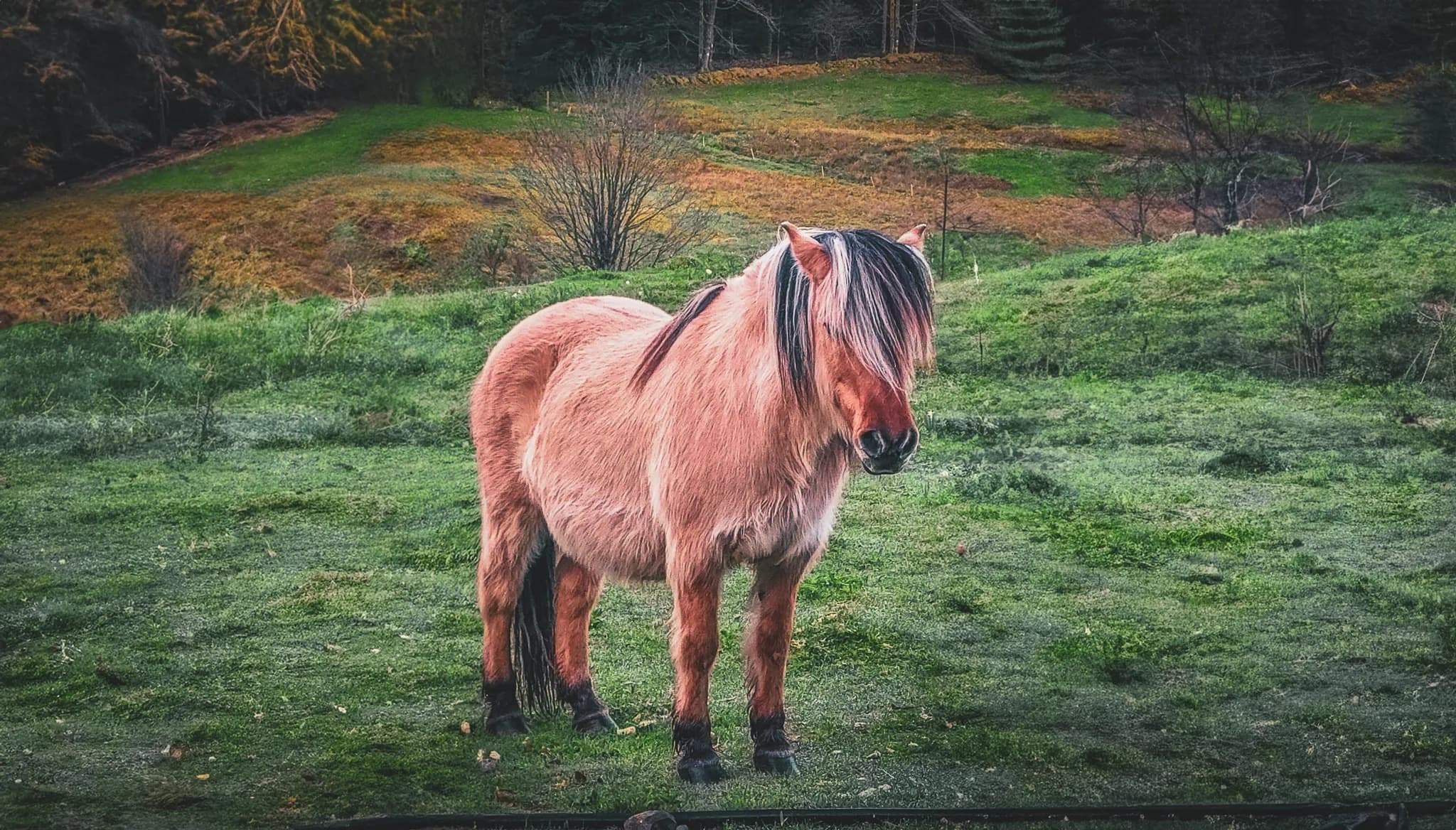 A horse with long, soft manes stands in a green field. His coat is a light, almost golden hue, contrasting with the dark depths of the forest in the background. The landscape is made up of