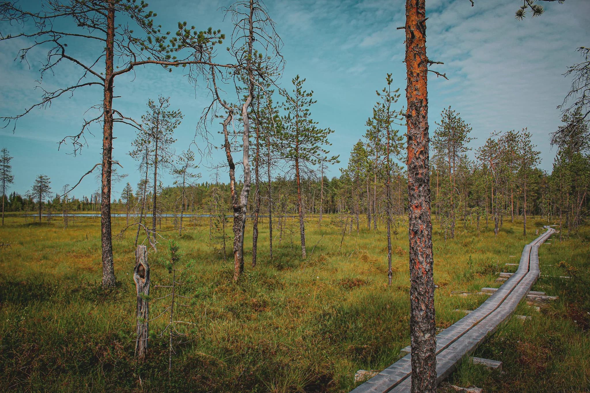 A wilderness of Lapland with a wooden path winding through delicate conifers.