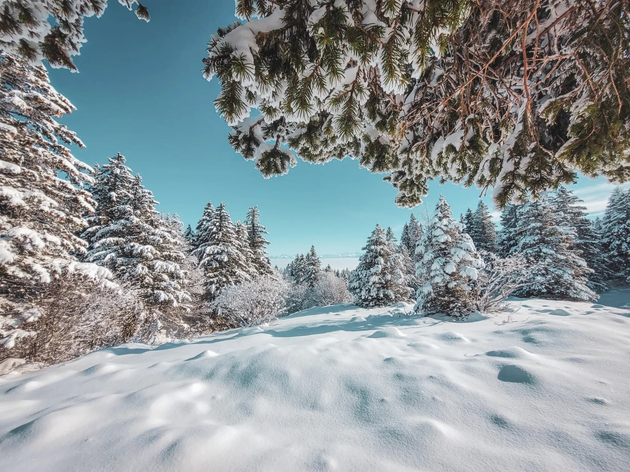 Onder een stralend blauwe hemel wordt een betoverend winterlandschap onthuld, majestueuze dennenbomen bedekt met sneeuw.
