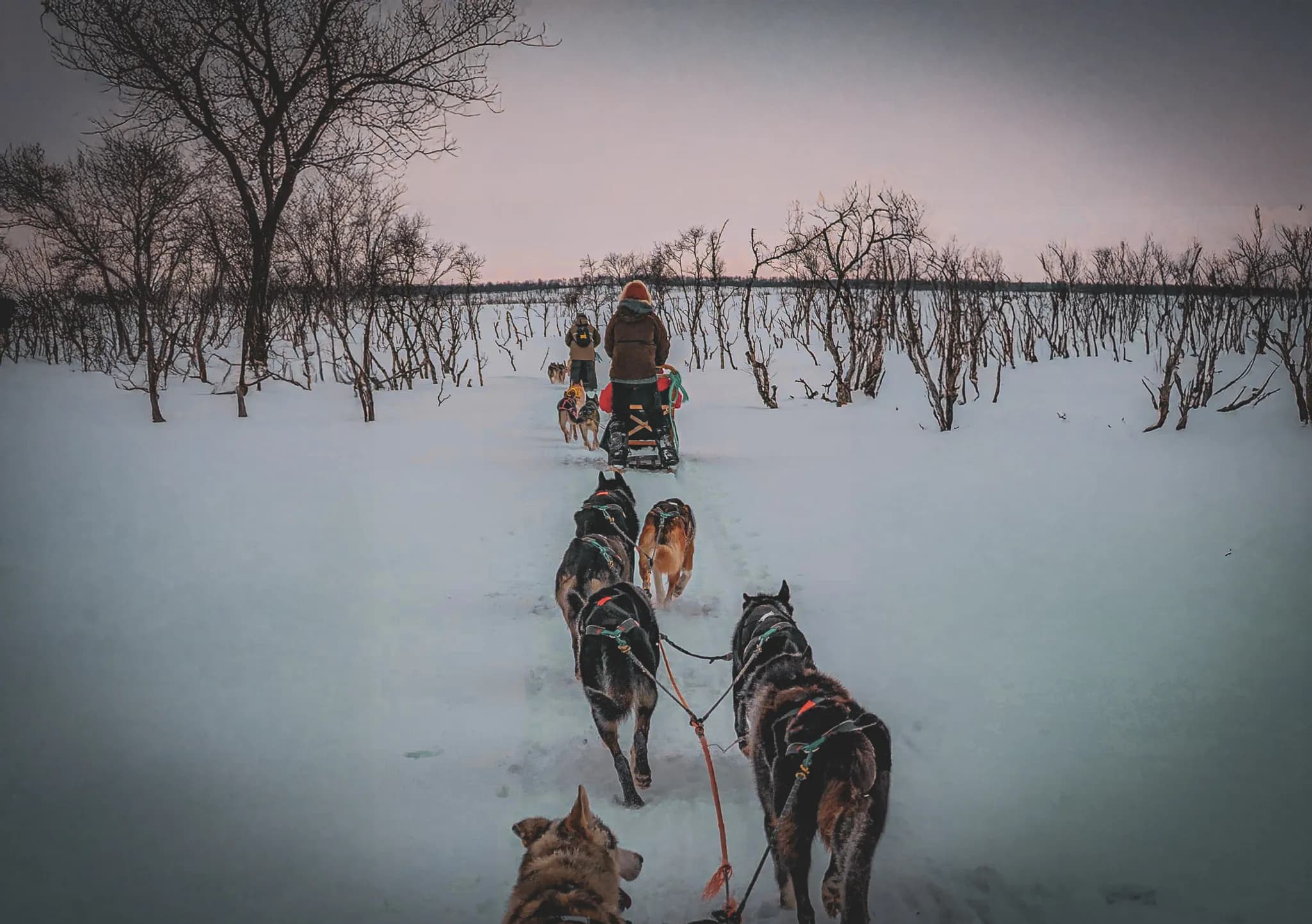 A dog sled is pulled along a snow-covered road by sled dogs. In the background, a team can be seen with a musher guiding the sled. The landscape is swept by
