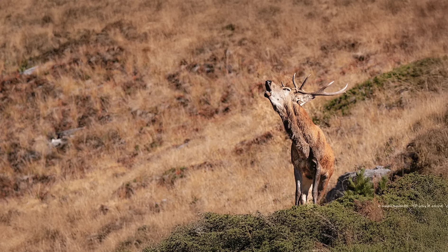 A majestic stag stood on a hill, raising its head to the sky. Its coat was golden brown, blending harmoniously with the surrounding landscape, dominated by dry grass. The