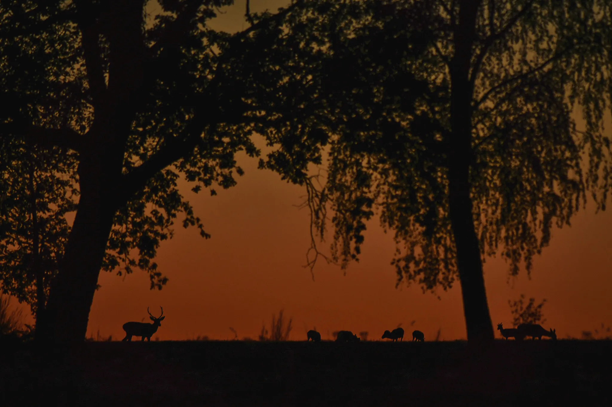 Silhouettes de cerfs au coucher du soleil, sous un ciel vibrant aux teintes dorées et orangées.