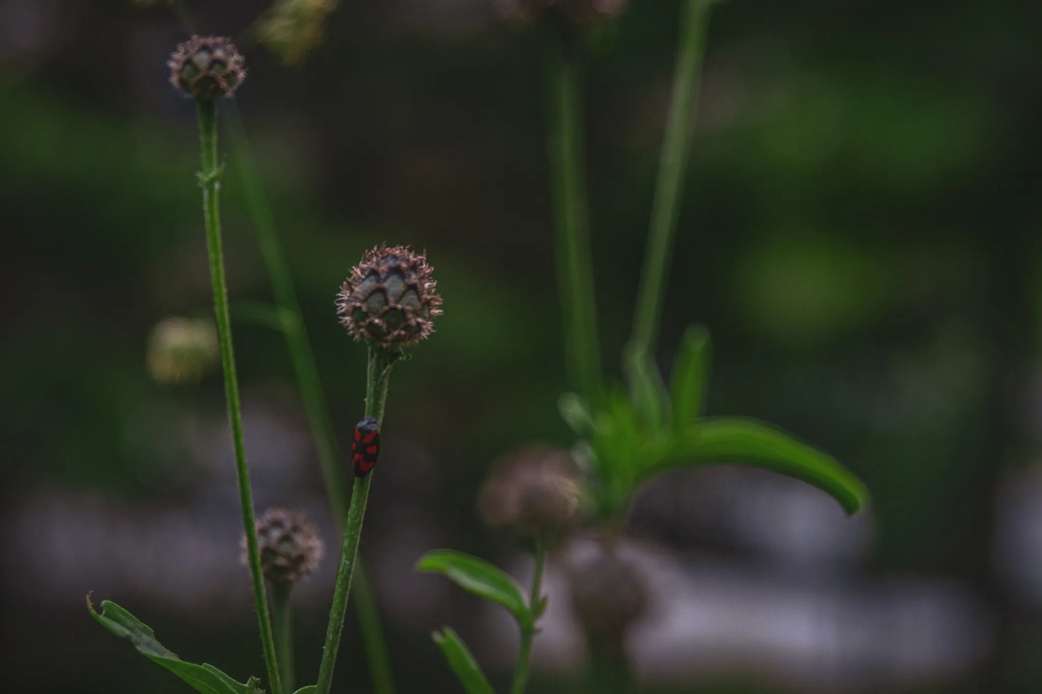 Decorative