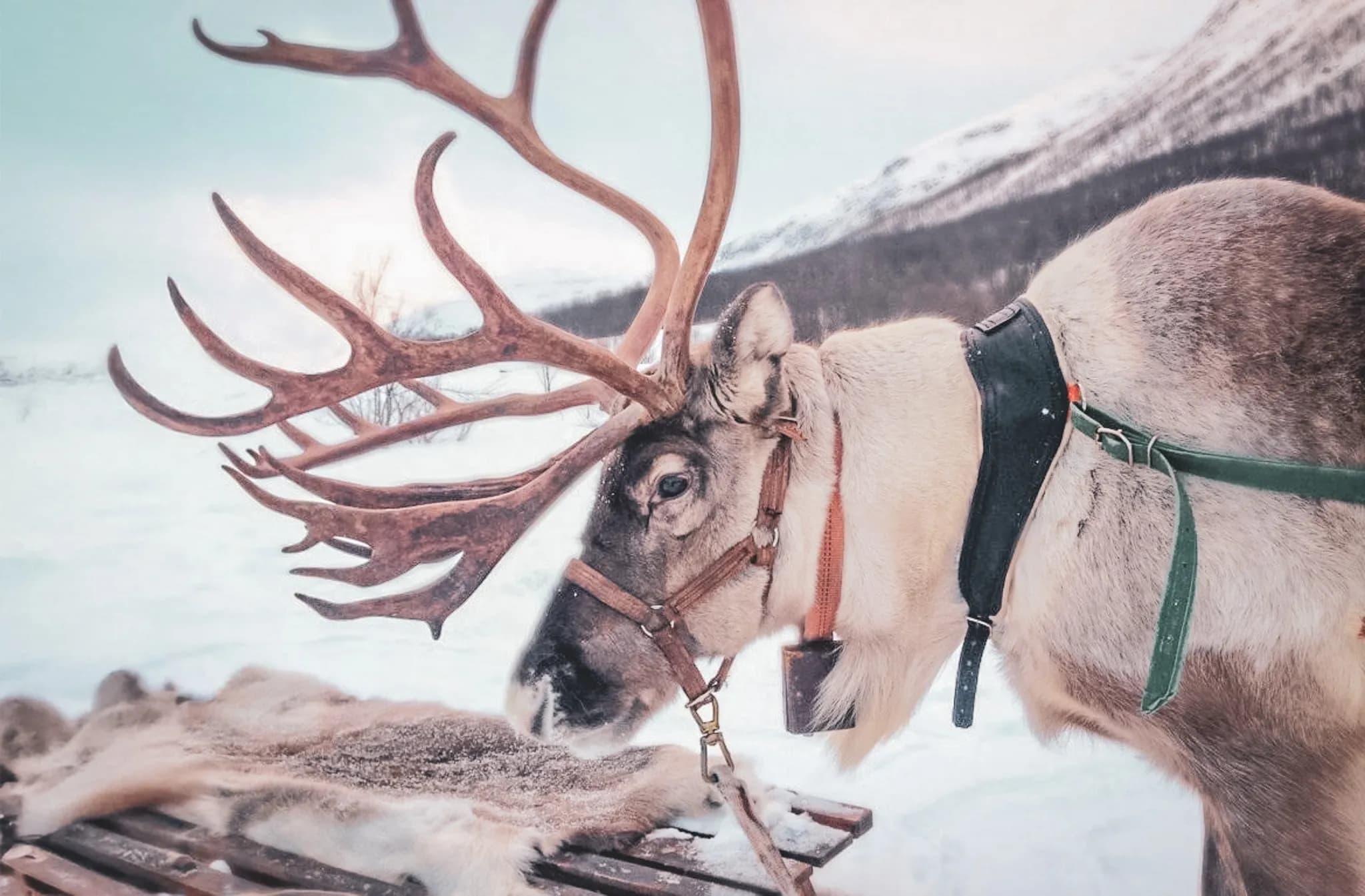 A reindeer stands nearby, with magnificent, imposing antlers. The animal is fitted with a leather harness and stands against a snowy backdrop, while reindeer skins are laid out on a platform.