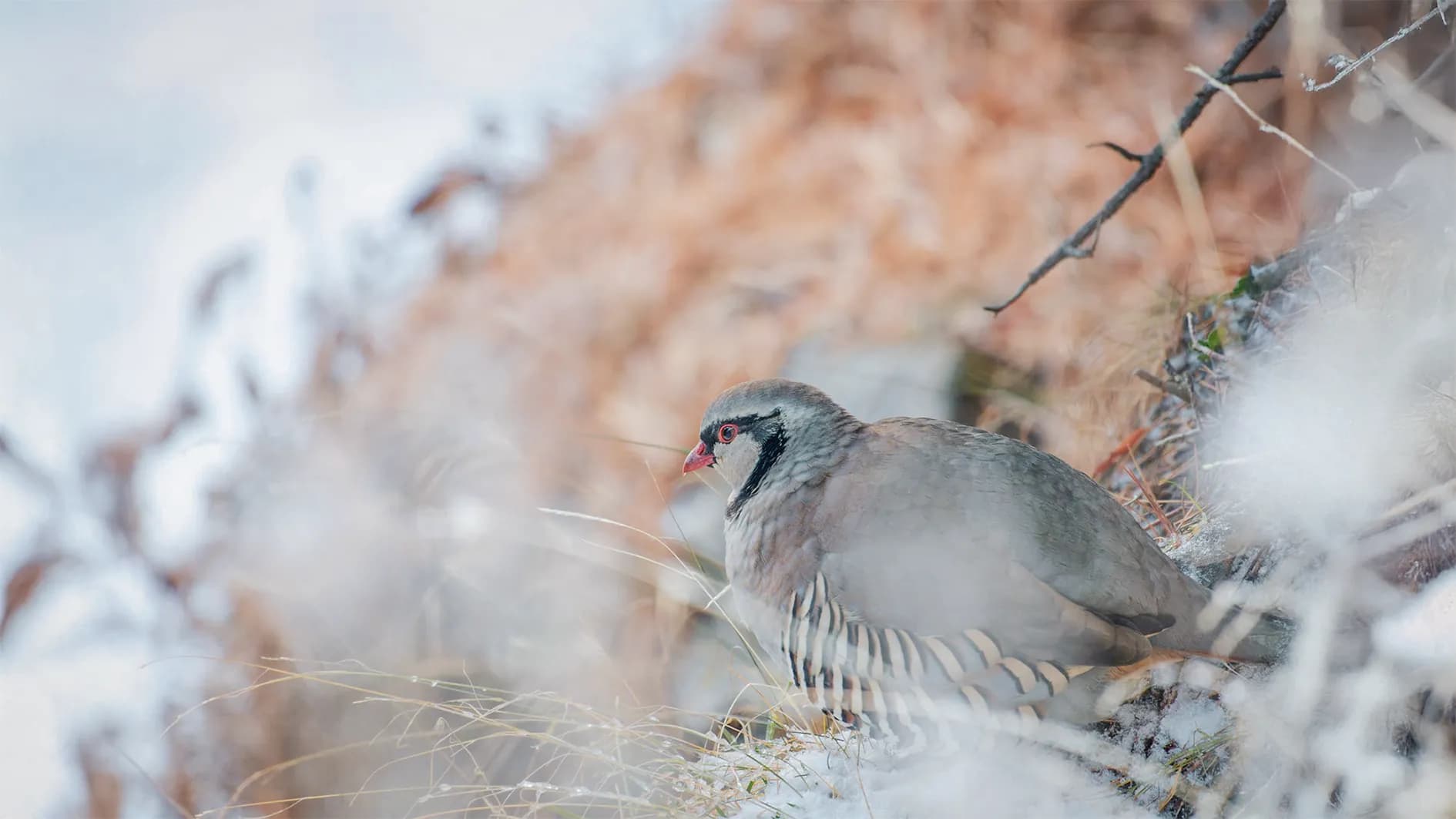 A bird resting in a natural environment, surrounded by autumnal vegetation. Its plumage is grey and brown, with distinctive stripes on the lower body. The bird has a beak