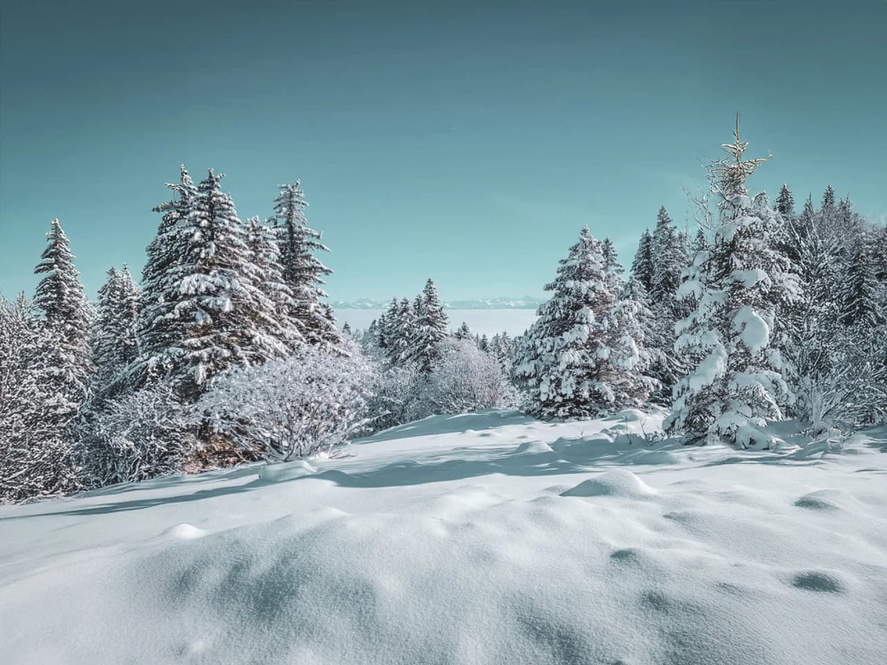 Panorama hivernal enchanteur du Jura suisse, avec des arbres enneigés sous un ciel bleu clair.