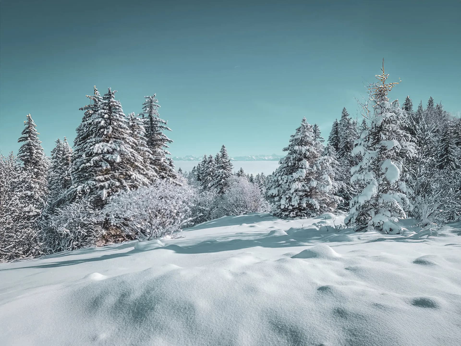 Panorama hivernal enchanteur du Jura suisse, avec des arbres enneigés sous un ciel bleu clair.