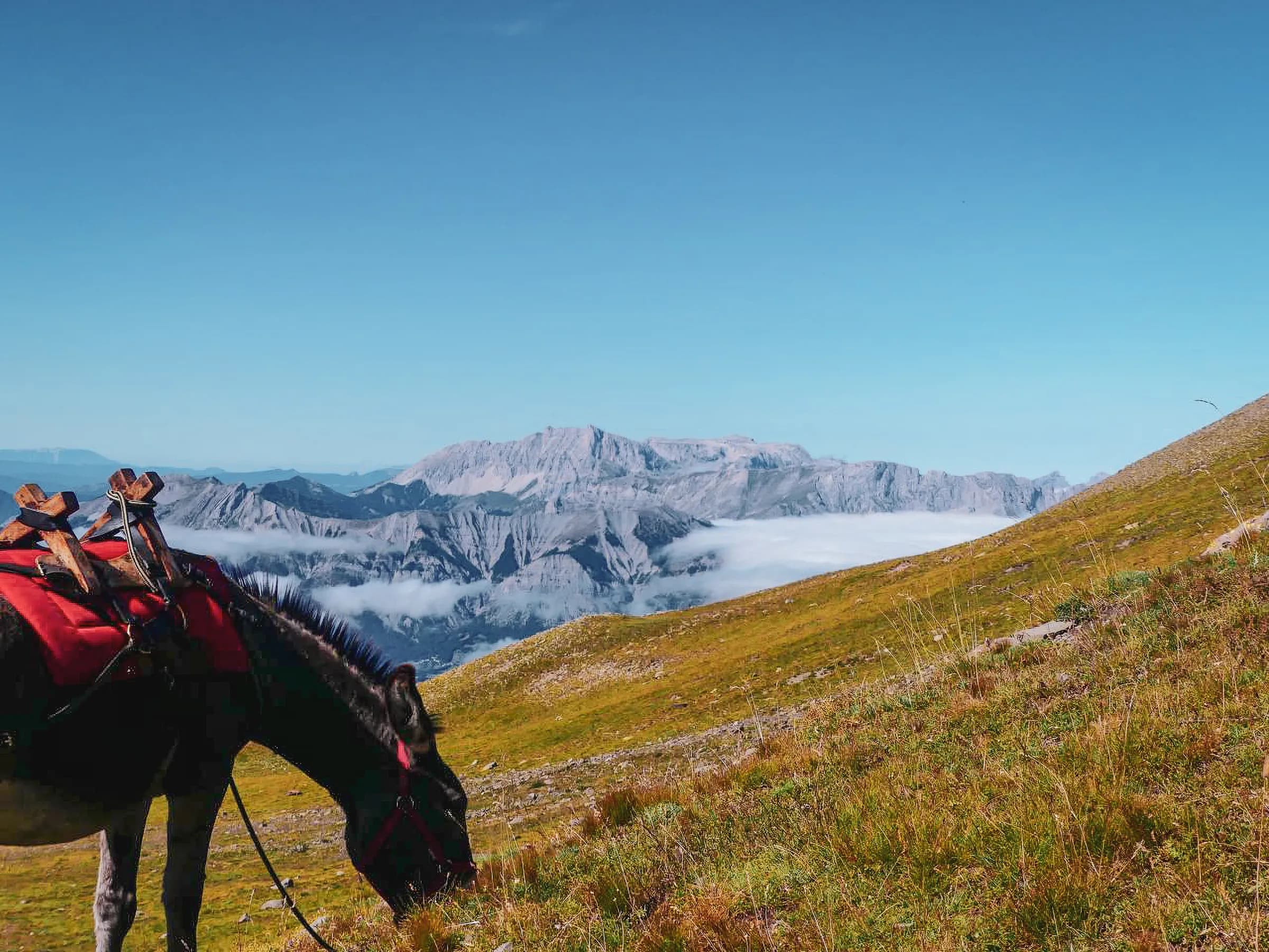 A horse in a red saddle is grazing on lush green land at high altitude, overlooking a majestic mountain range. The scene is bathed in bright light, with a cloudless blue sky. In the background,