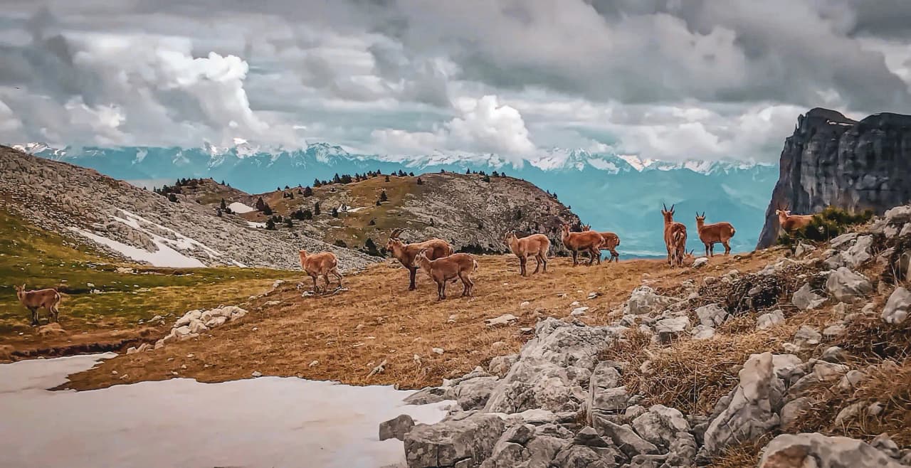 A group of ibex on high green plateaux, with mountains in the background.