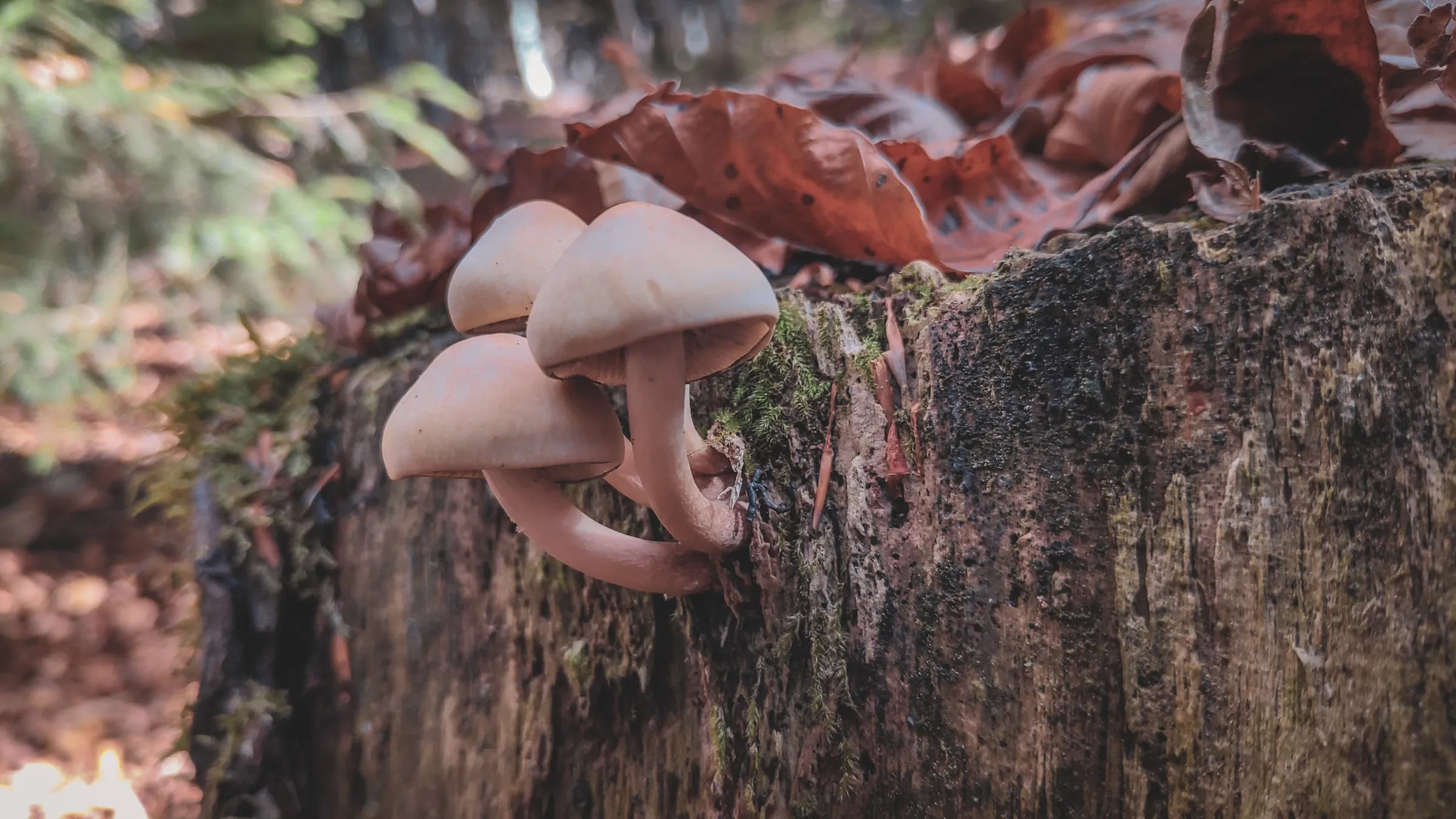 Petits champignons délicats poussant sur une souche en bois, au cœur de la nature de la Chartreuse.