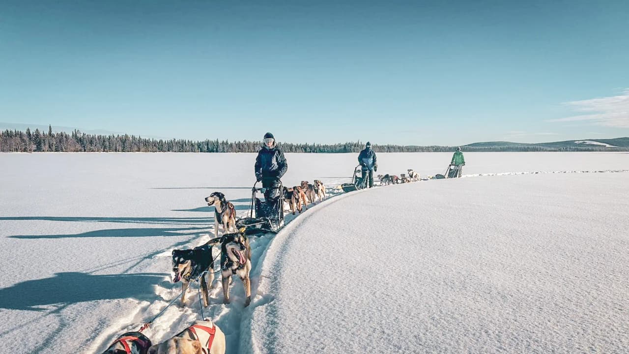 An expedition in Lapland: sled dogs crossing a snow-covered landscape under a blue sky.