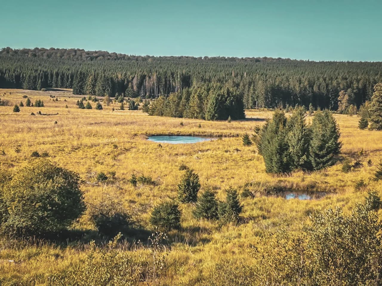 Vue panoramique de la grande forêt de Saint Hubert, mêlant prairies dorées et conifères verdoyants.