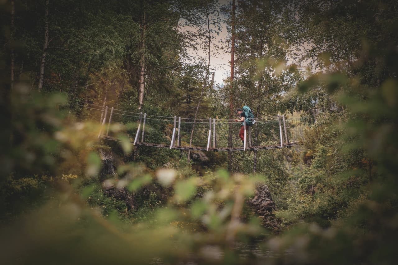 An adventurer crosses a suspension bridge, surrounded by the lush greenery of Lapland.
