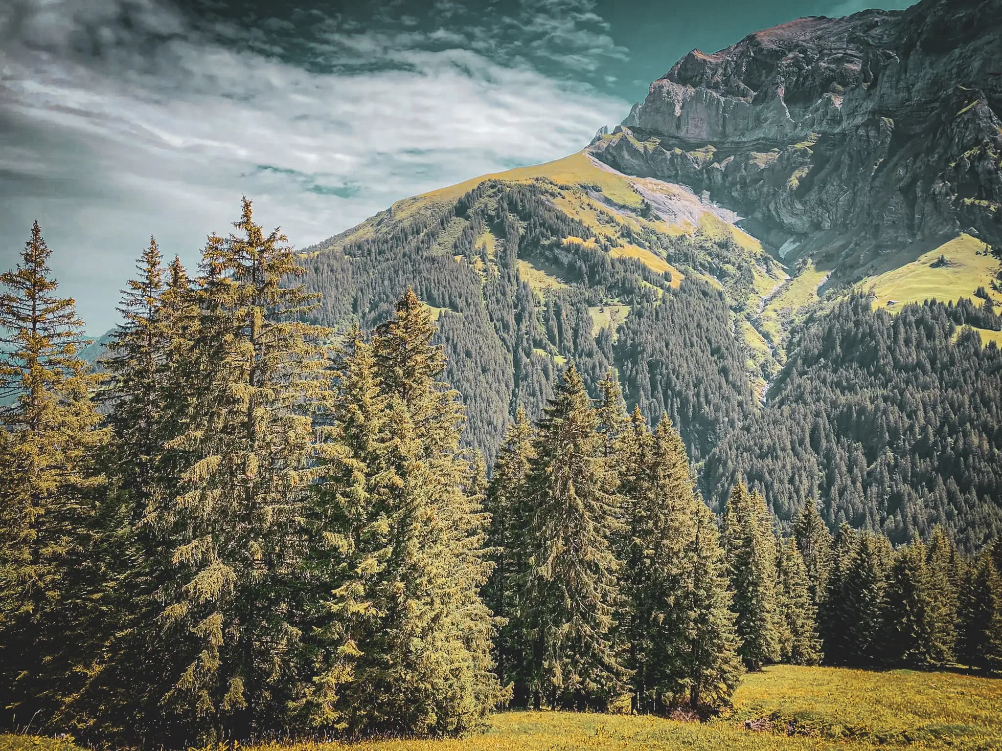 A majestic mountain landscape with high, craggy peaks. In the foreground, a dense coniferous forest stretches out, while in the background, green hills and rocky outcrops dominate the landscape.