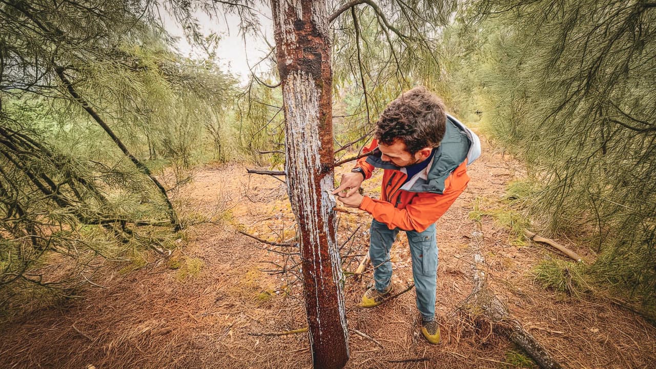 A participant prunes a tree in the Vercors forest, exploring survival techniques.