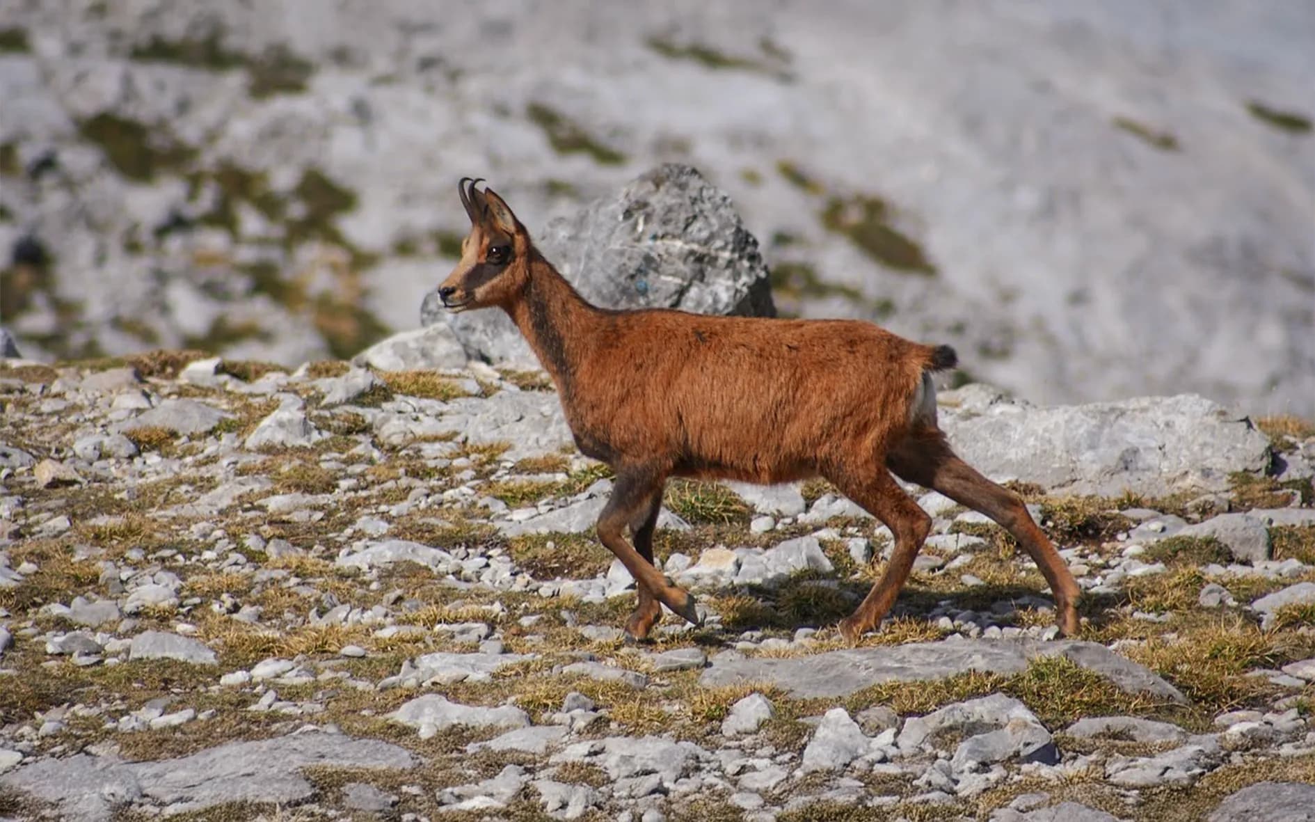 A young chamois moves across rocky terrain, dotted with small grasses. It moves nimbly among the rocks, sporting a brown coat and short horns. In the background