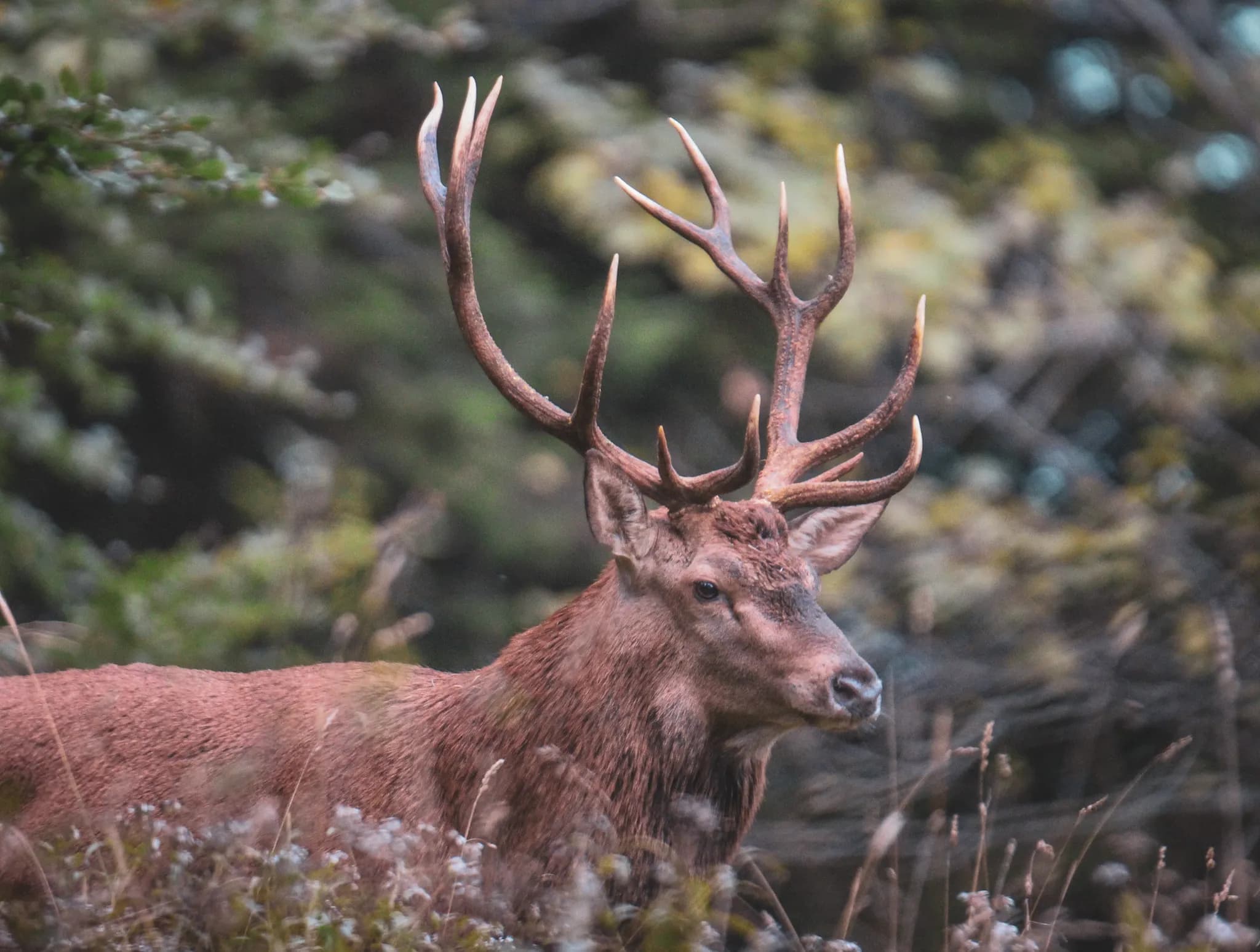 A majestic stag with large antlers, blending into the luxuriant nature of the Vercors.