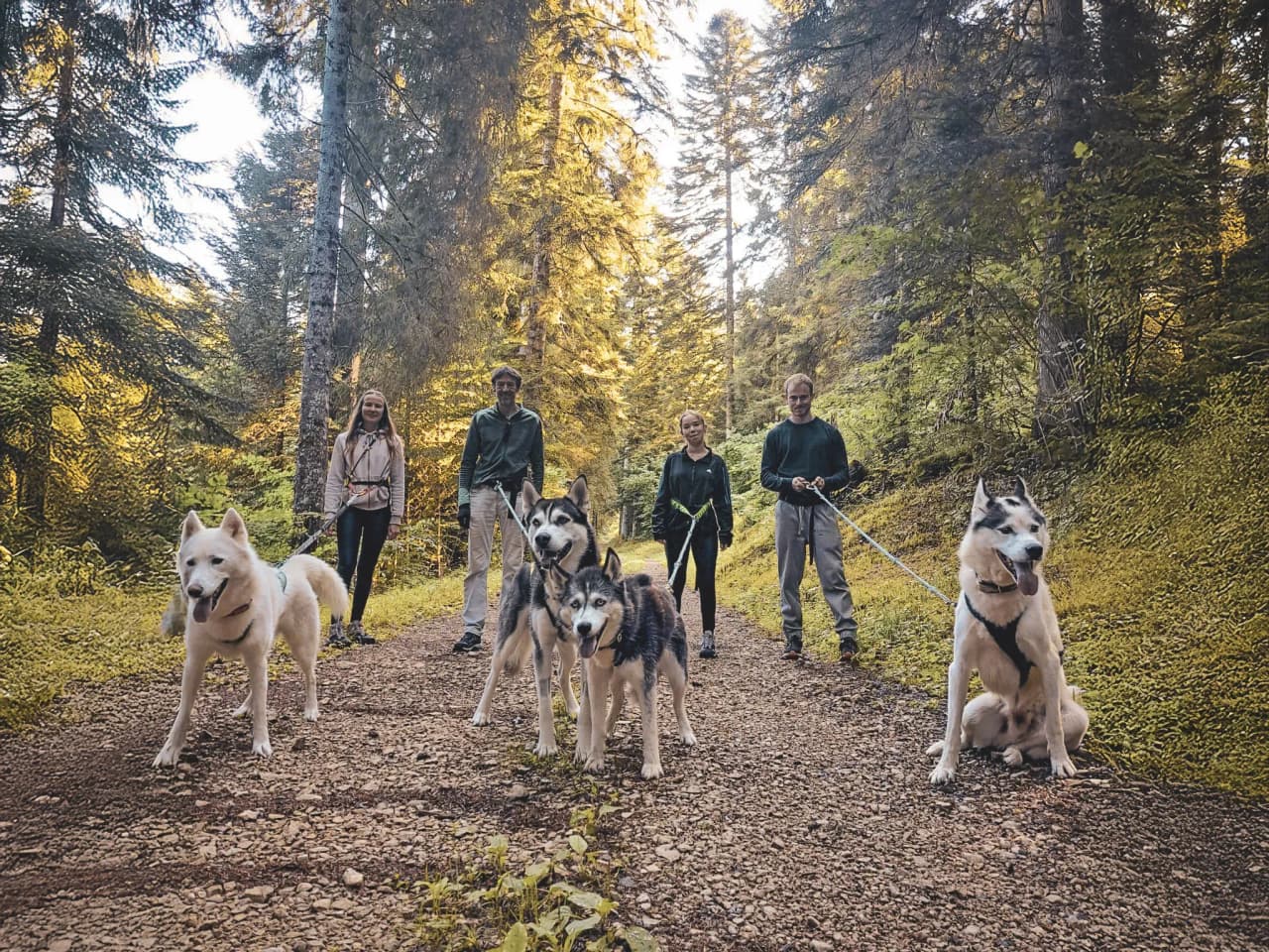 A group of nature lovers and huskies trekking through the forests of the Jura.