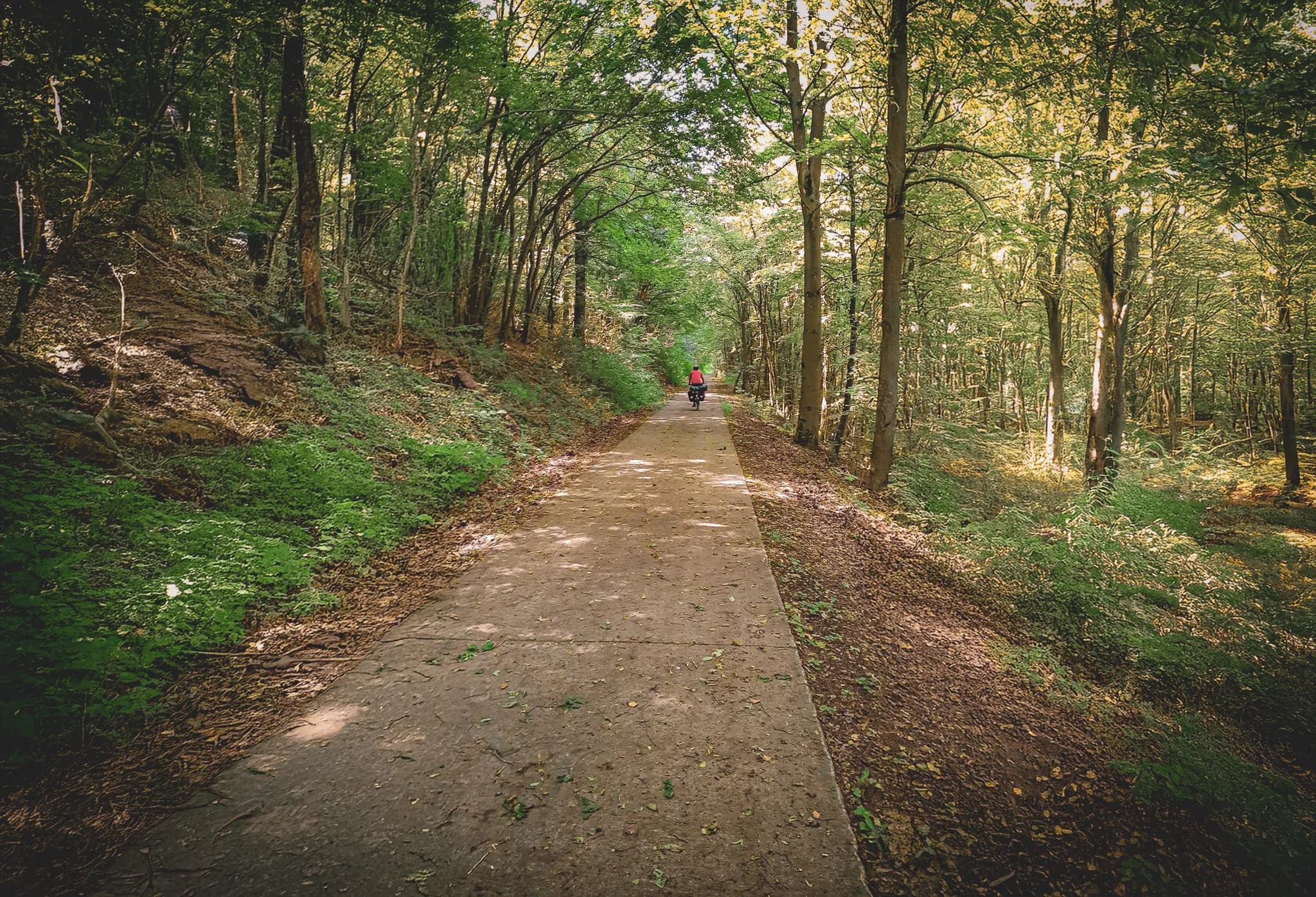 A concrete path winds its way through a verdant forest, bordered by majestic trees and bushes. Sunlight filters through the foliage, creating a play of light and shadow on the path.