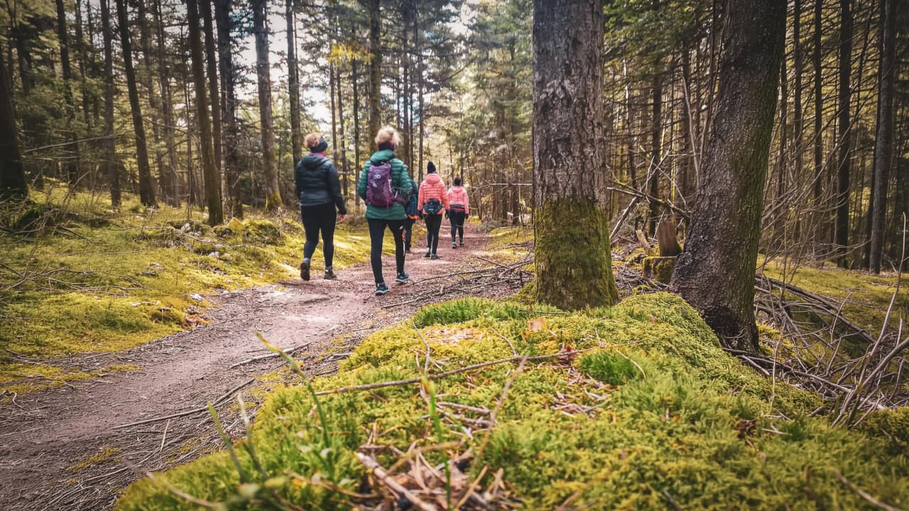 A group of walkers on a forest path surrounded by lush greenery.