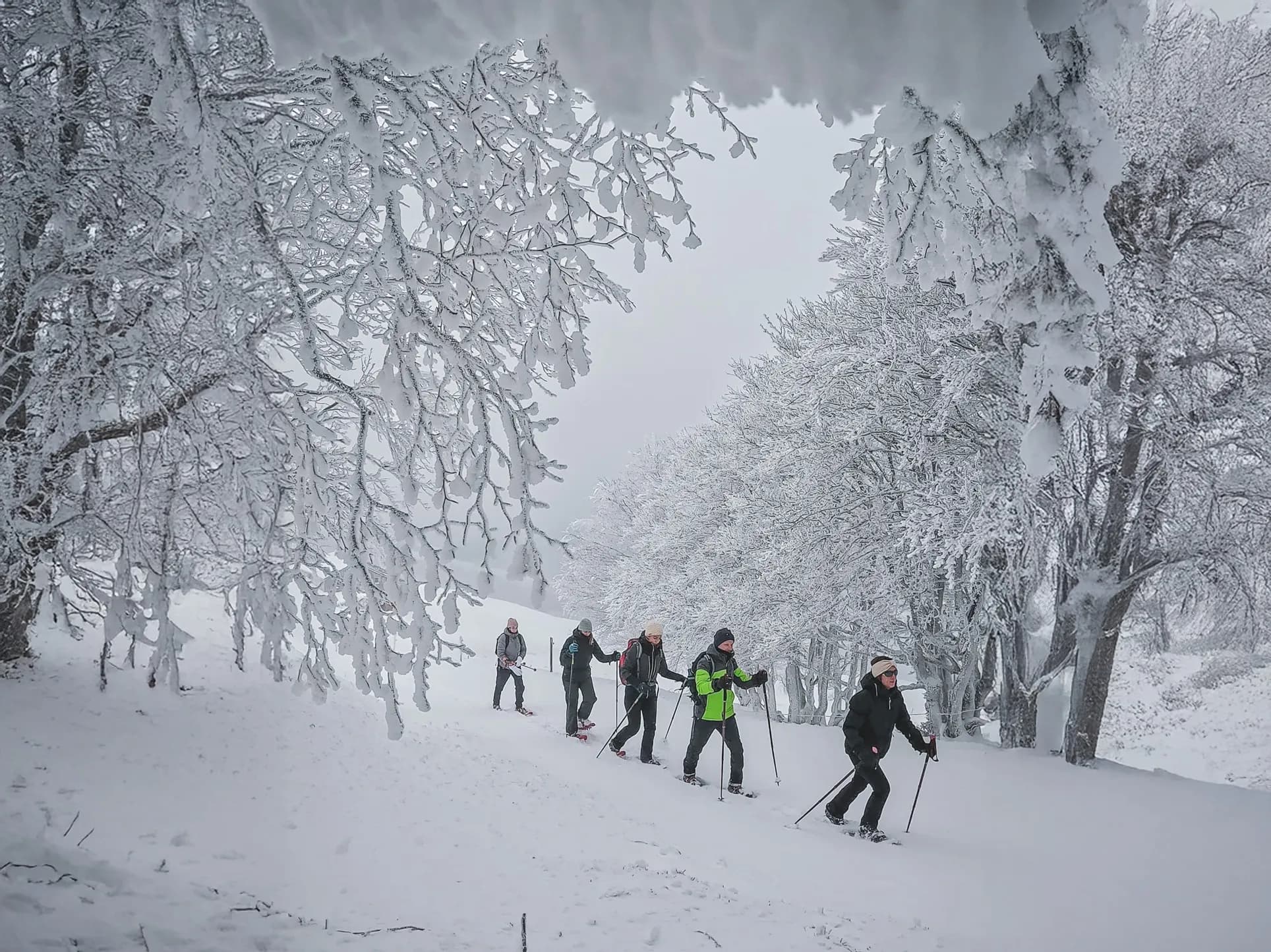 Een groep sneeuwschoenwandelaars in een besneeuwd landschap, onder berijpte bomen.