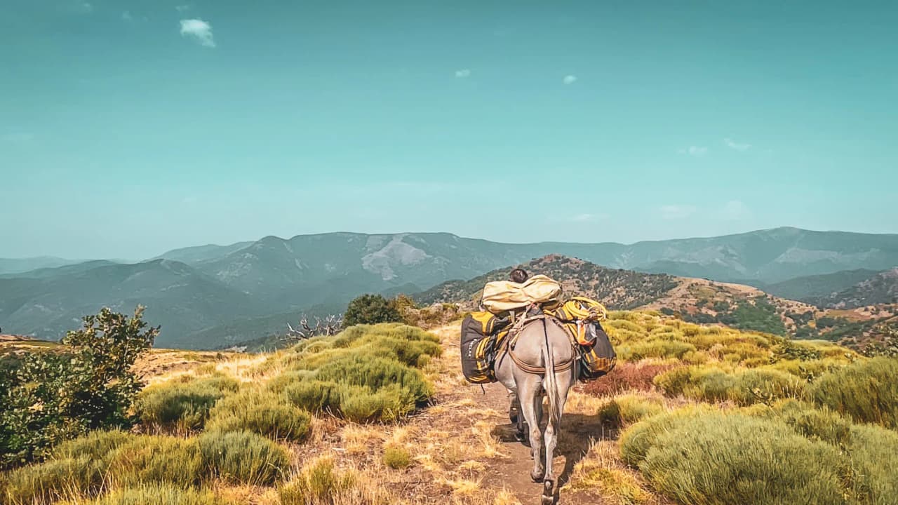 Un âne chargé de sacs marche sur un sentier montagneux, entouré de paysages sauvages des Cévennes.