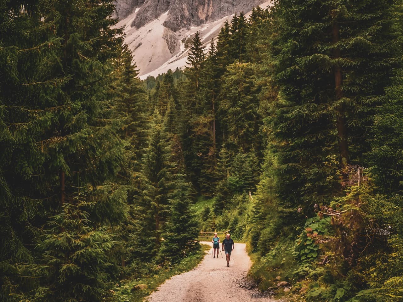 A peaceful walk through the fir trees of the Dolomites, winding paths and majestic landscapes.