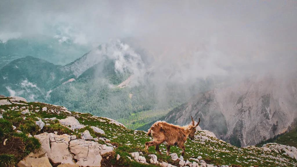 Chèvre des Alpes errant sur un sommet brumeux, offrant une vue majestueuse sur les montagnes verdoyantes.