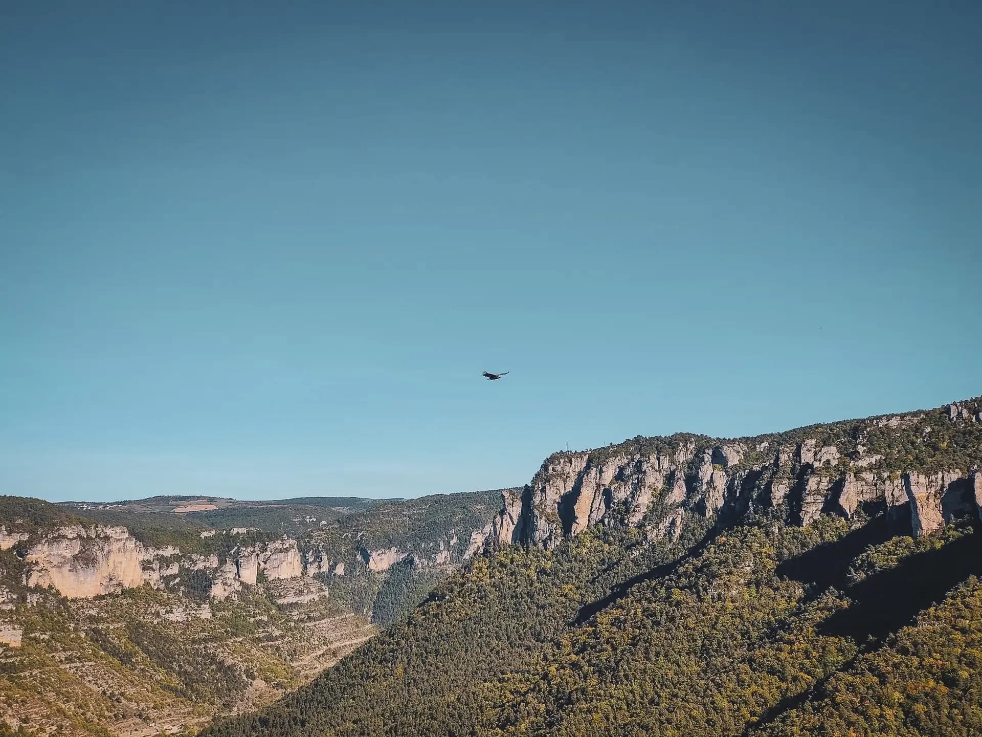 Un vautour majestueux survole les Gorges du Tarn, entourées de falaises verdoyantes.