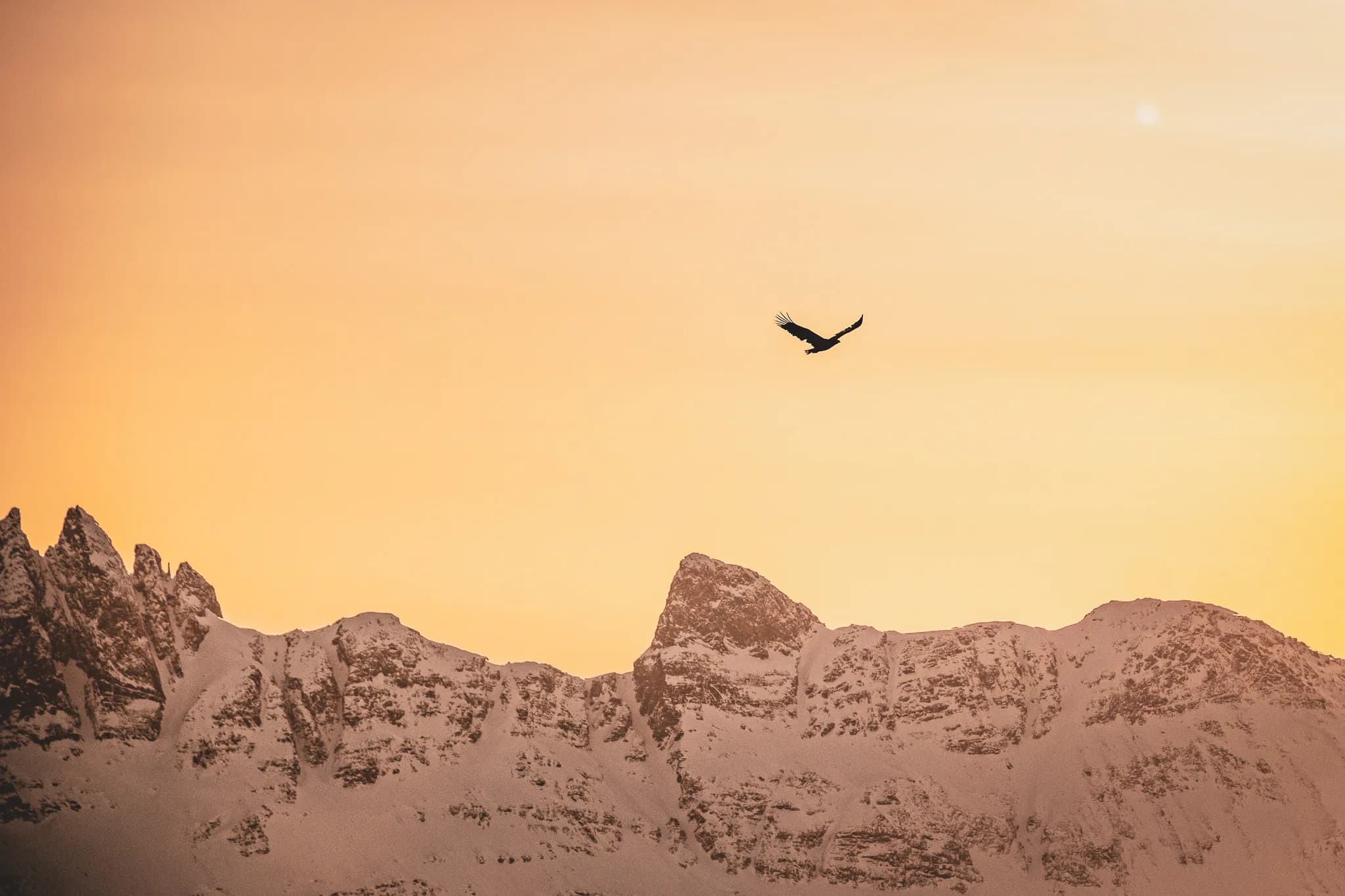 Un aigle s'élève majestueusement dans le ciel, tandis qu'en arrière-plan, une chaîne de montagnes enneigées se profile. Le ciel présente des nuances de jaune et d'orange, évoquant une lumière douce au crépuscule