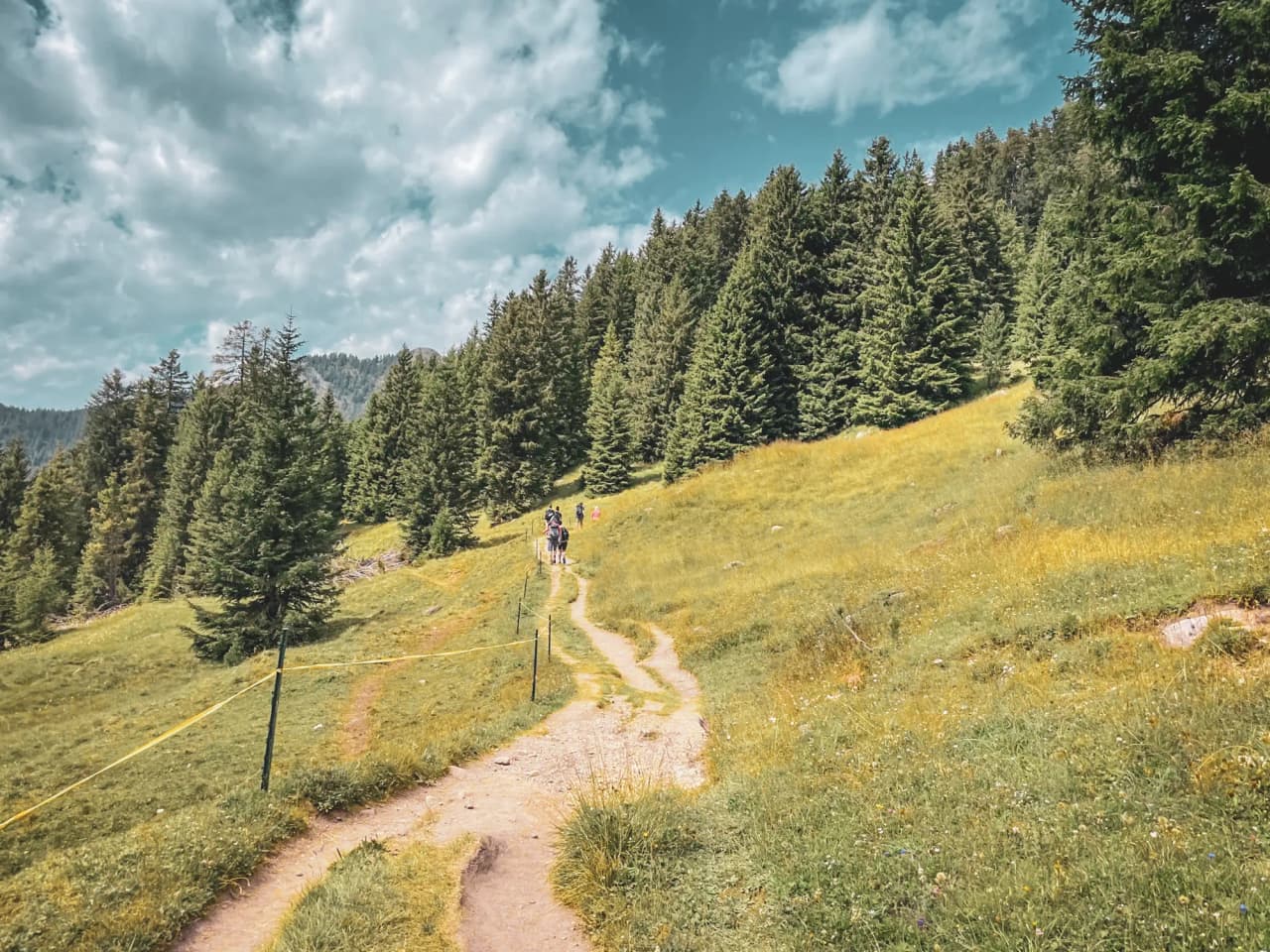 A winding path through lush green meadows, lined with majestic trees under cloudy skies.