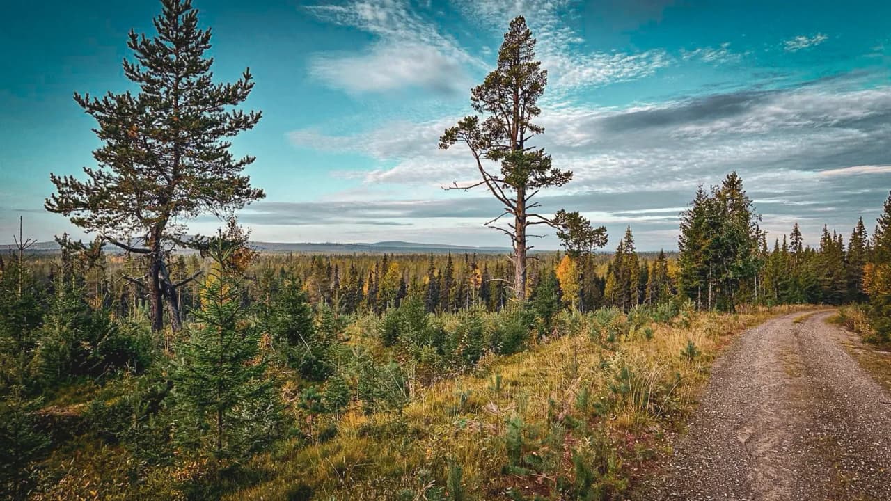 Een kronkelend pad door boreale bossen, onder een inspirerende blauwe hemel.
