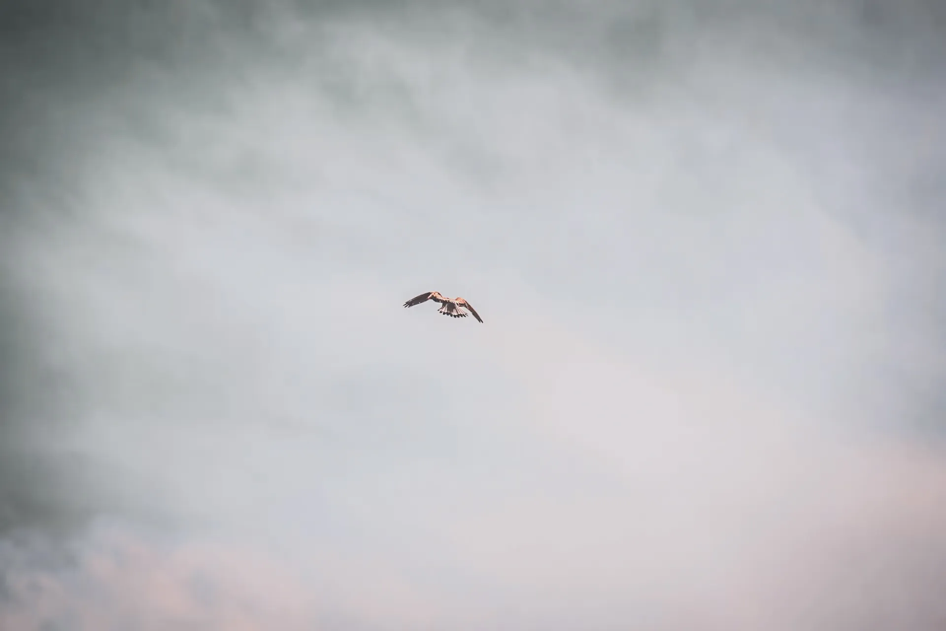 A majestic bird soars through a cloudy sky, a symbol of freedom in the midst of nature.