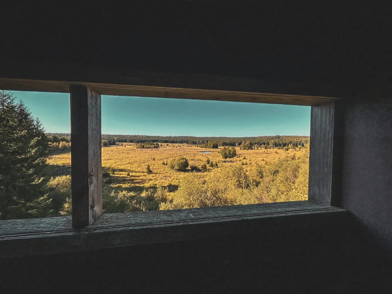 Vue panoramique sur la vaste forêt de Saint Hubert, un lieu idéal pour observer la nature.
