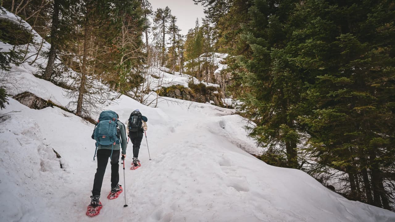 Explorers on snowshoes on a snowy trail, surrounded by majestic fir trees in the Pyrenees.