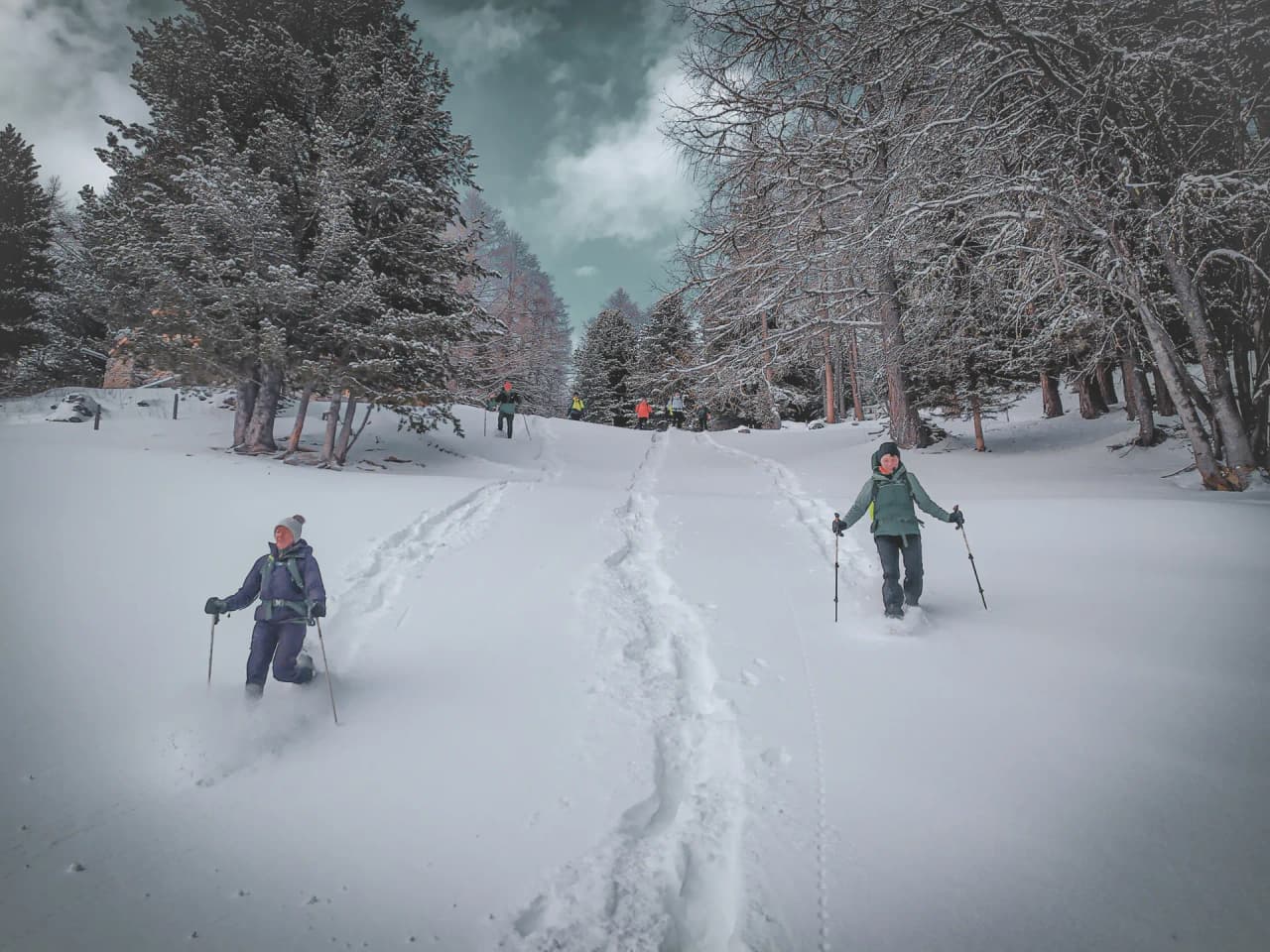 Groepen wandelaars op sneeuwschoenen in een besneeuwd landschap onder majestueuze bomen.