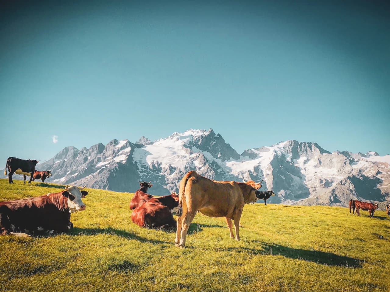 Vaches paissant dans un panorama alpin majestueux, sous un ciel bleu éclatant.