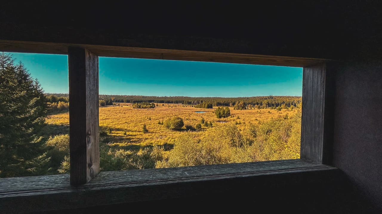 Vue panoramique d'une vaste prairie dorée entourée d'arbres, idéale pour écouter le brame du cerf.