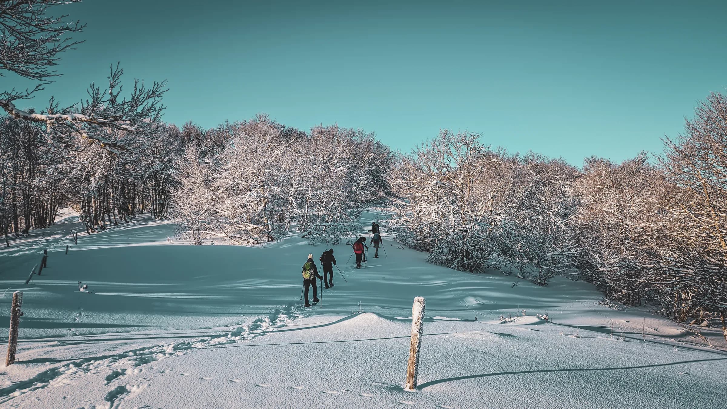 A snowy walk with people walking on a path through a snowy forest. The trees are covered in a layer of snow, creating a peaceful and luminous winter landscape. The sky is clear,