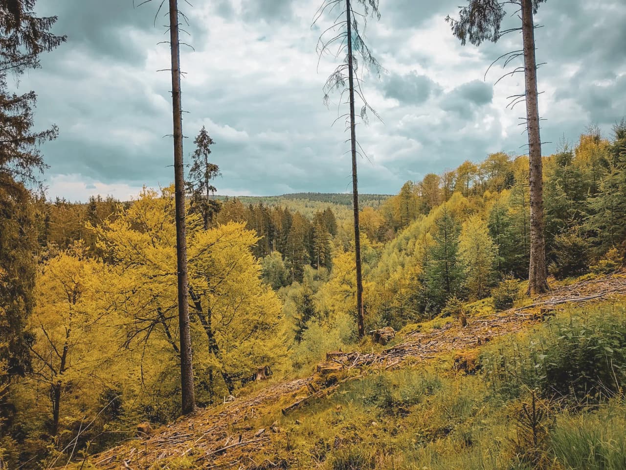 Forêt ardennaise aux couleurs automnales, invitant à l'aventure et à la découverte.