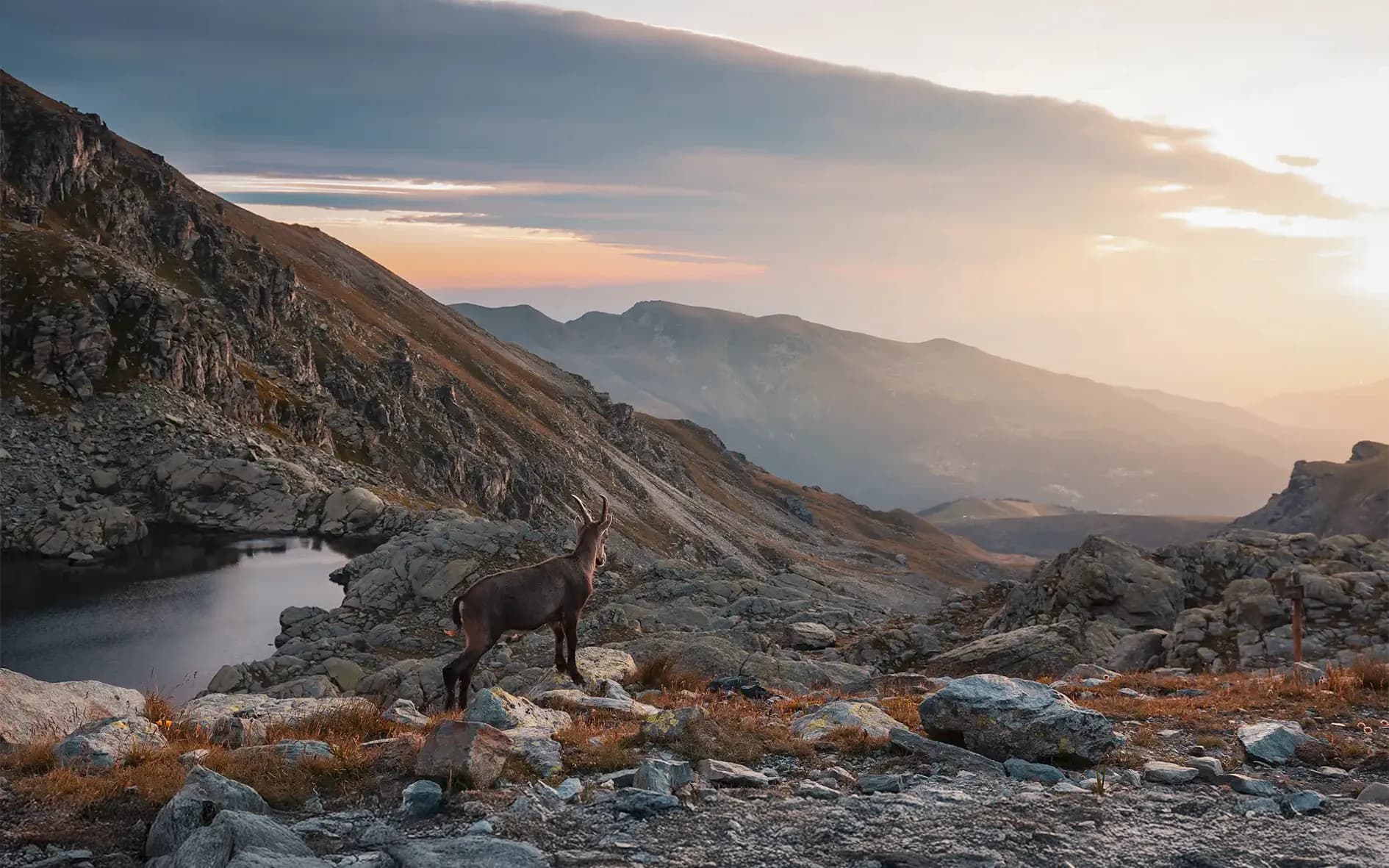 A chamois stands majestically on the rocks, overlooking a breathtaking Alpine landscape.