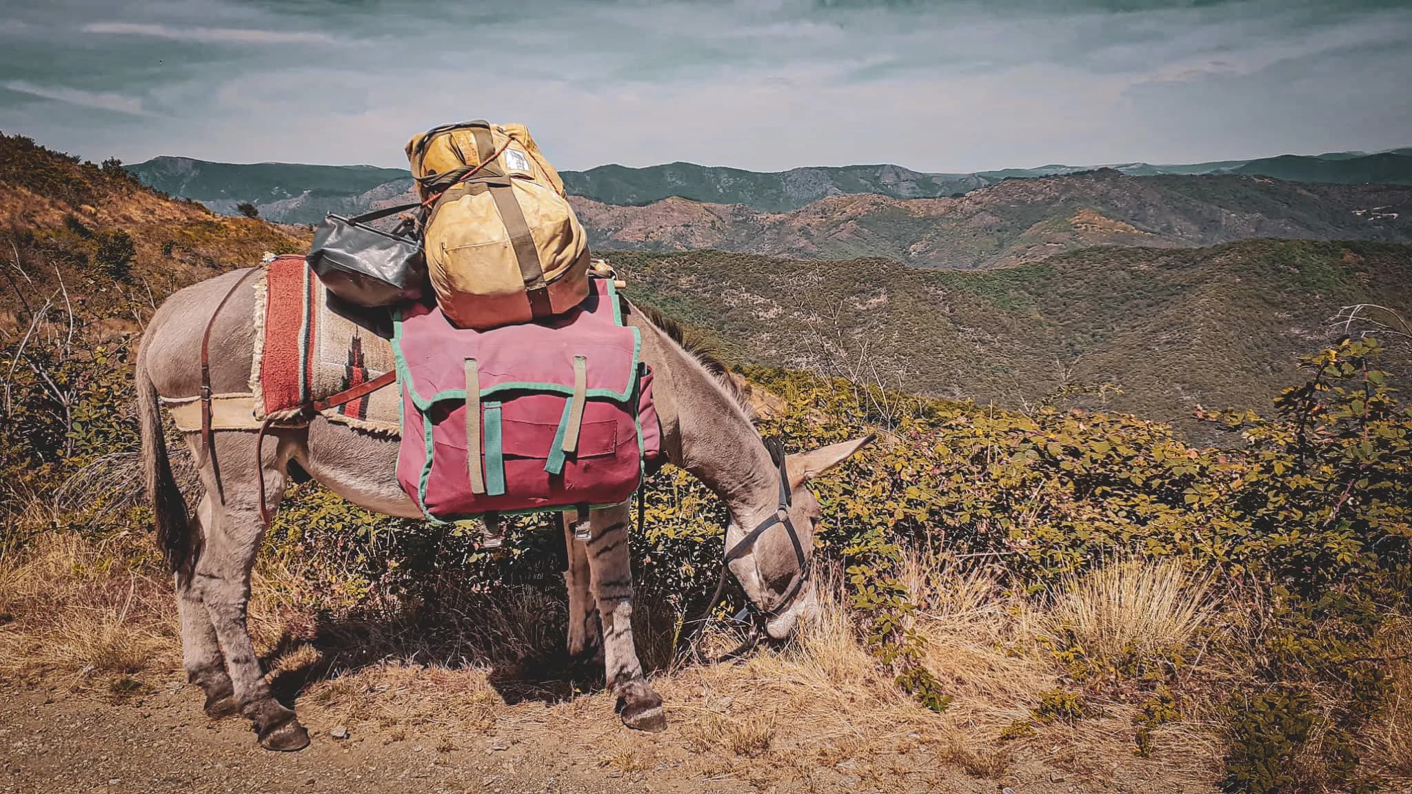 A donkey with colourful rucksacks on its back stands on a mountain path, grazing on grass. The bags are made up of different colours, including a yellow and a red one, and are