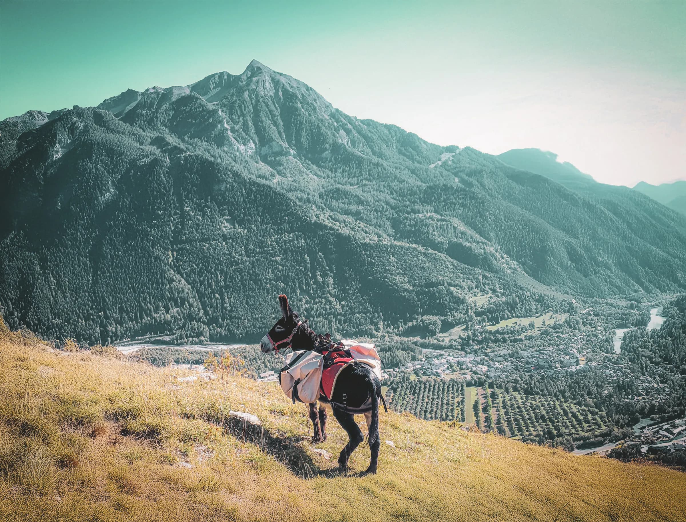A donkey stands on a slope overlooking a green valley surrounded by mountains. Equipped with a pack-saddle, the animal appears to be exploring its surroundings. In the background, mountain peaks rise up to the sky.
