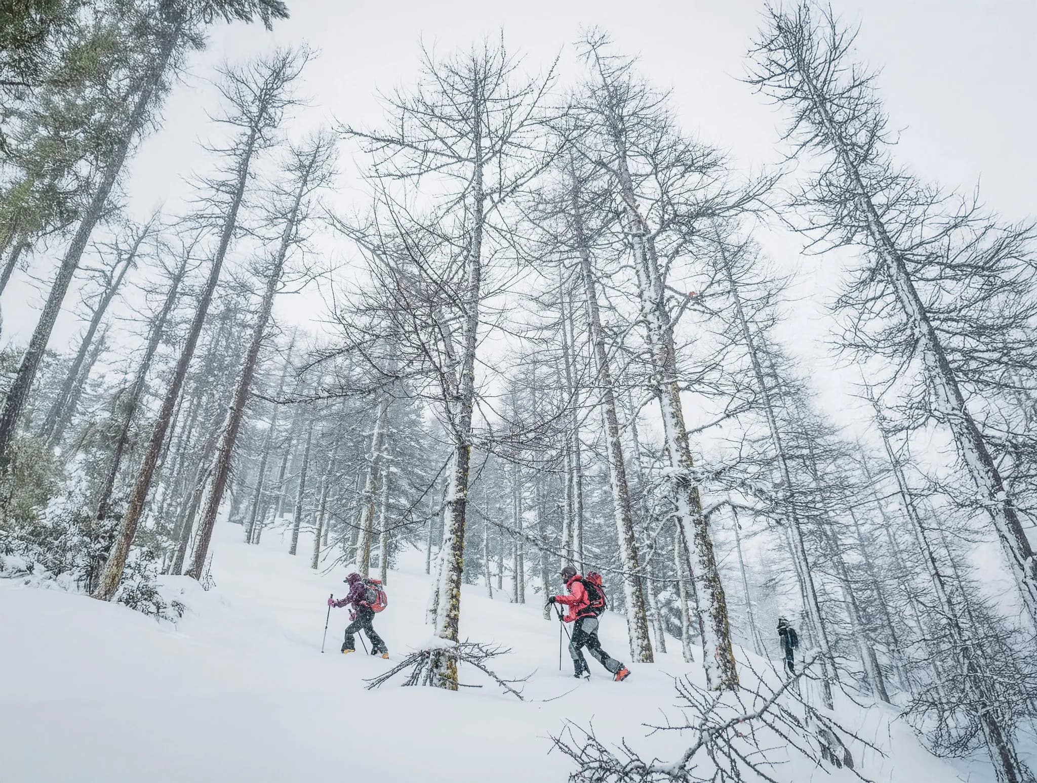 Skiers venture into a snowy forest surrounded by majestic fir trees.