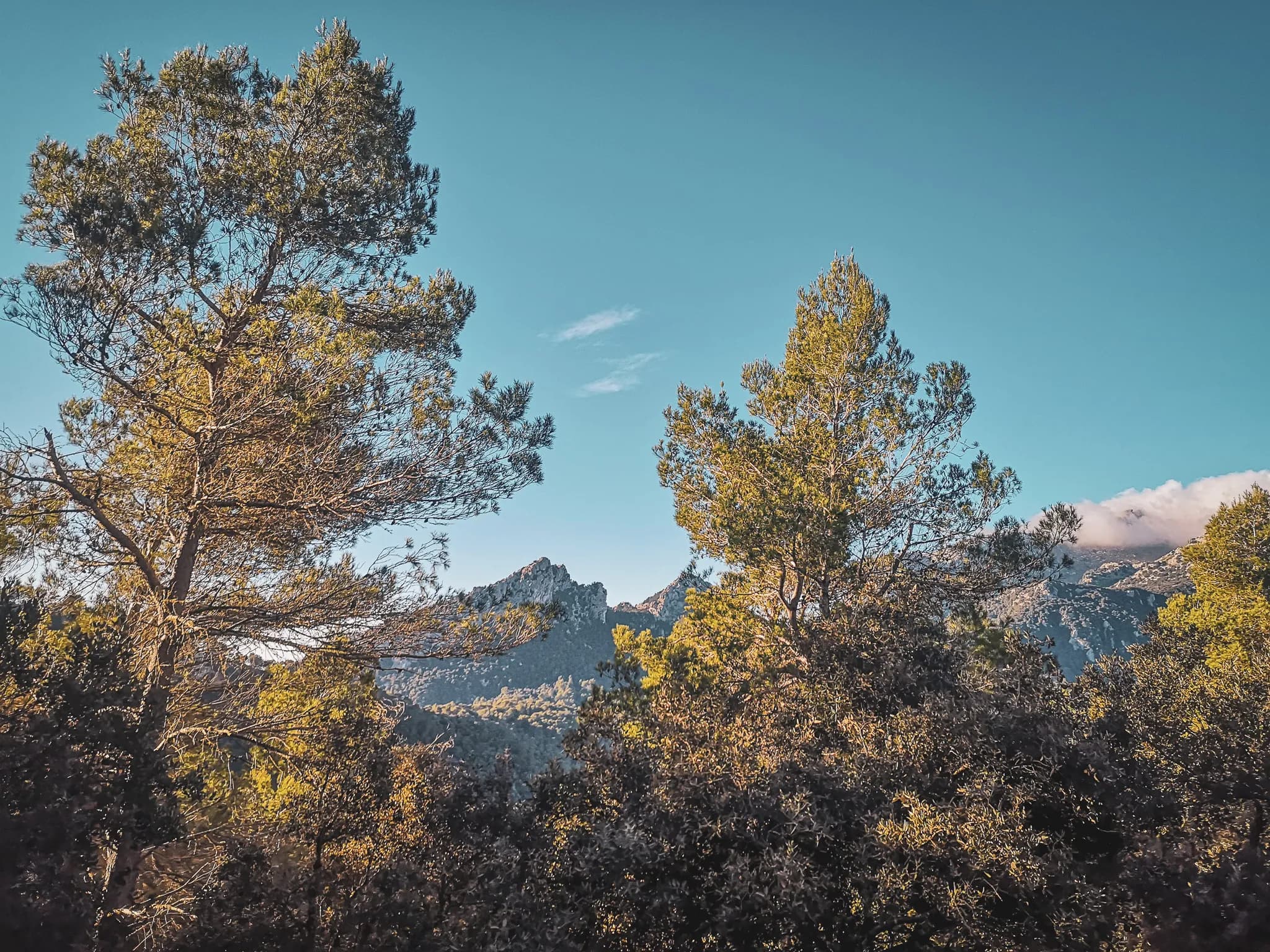 Mediterranean landscape with pine trees overlooking the majestic Serra Tramuntana mountains.