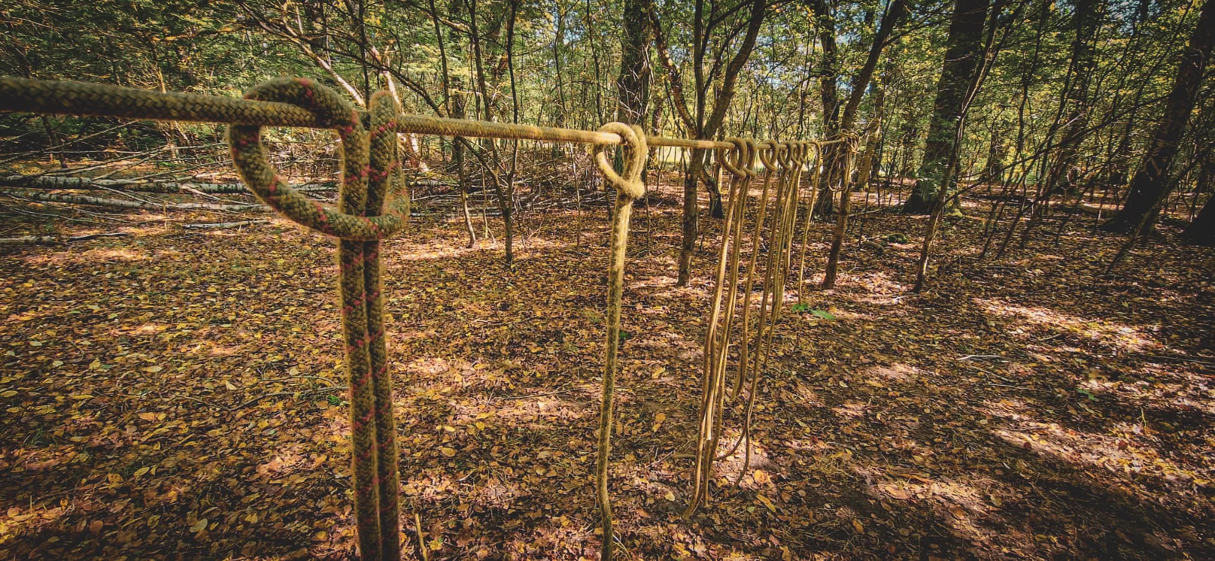 Touwknopen hingen tussen bomen in een sereen, zonovergoten bos vol herfstbladeren.
