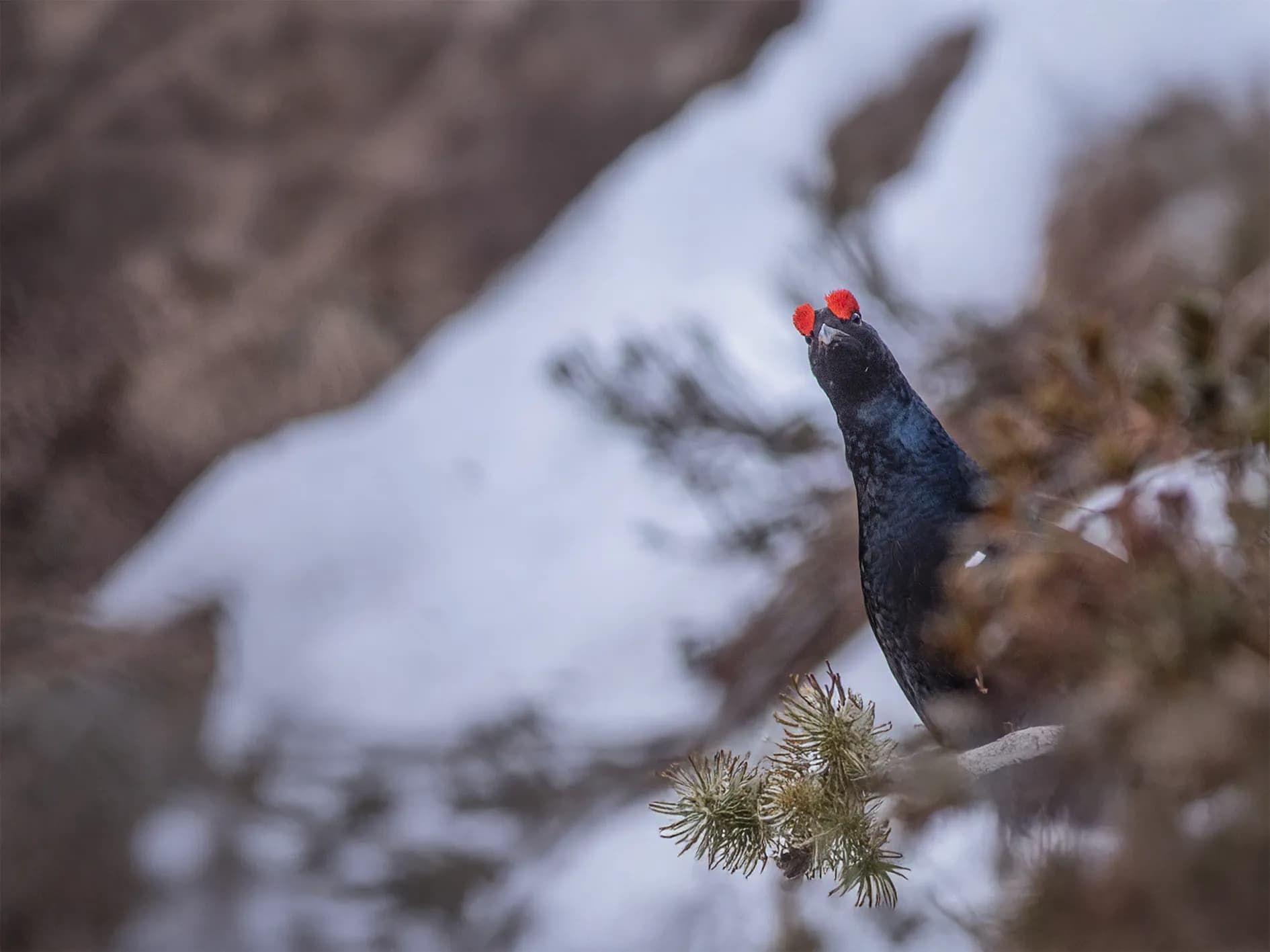A bird standing on a tree trunk, with shiny black plumage and a distinctive feature: two red growths on the top of its head. The background has snowy tones and