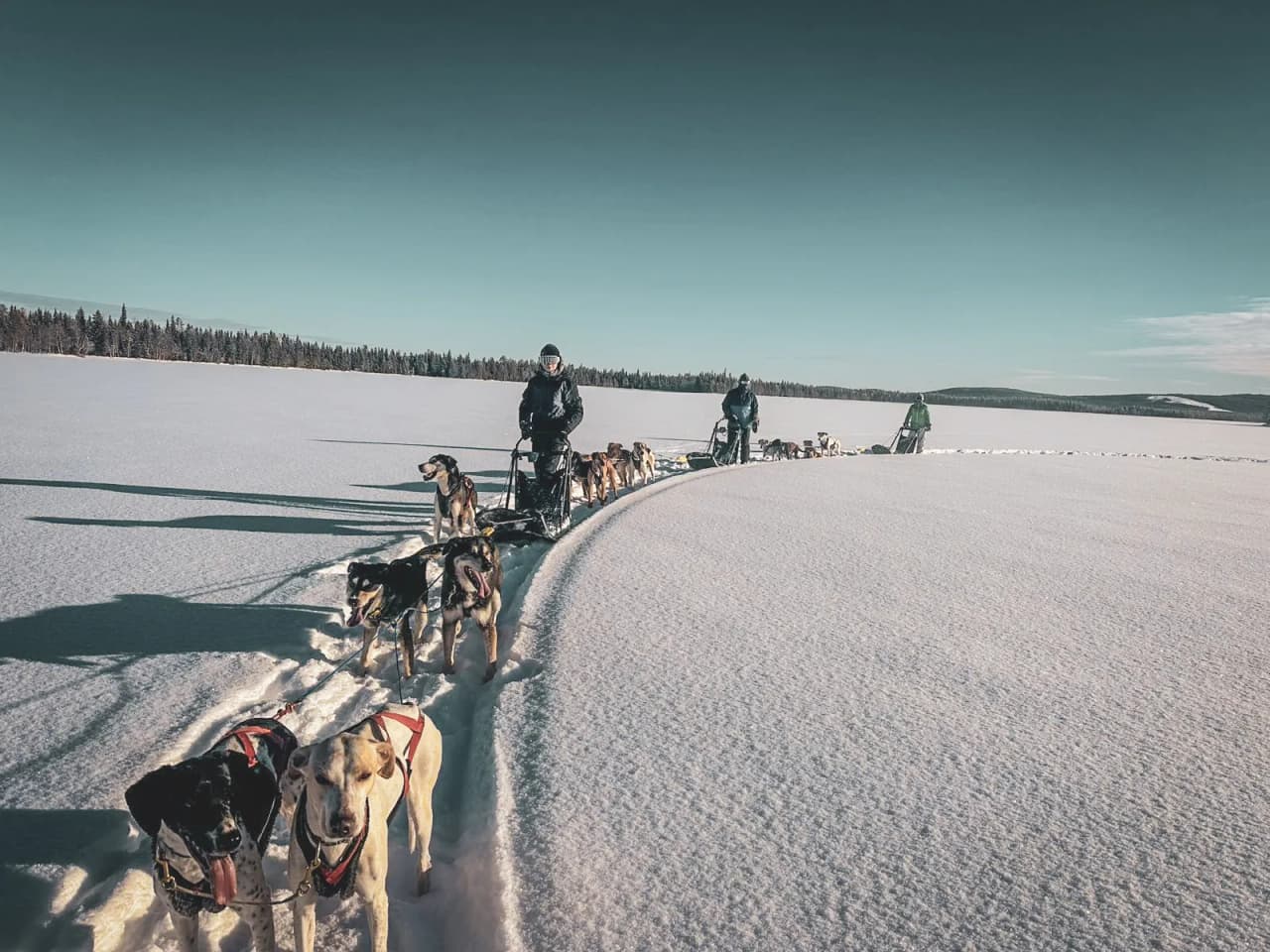 Sledge dogs on a frozen lake, snow-covered Lapland under a clear sky.