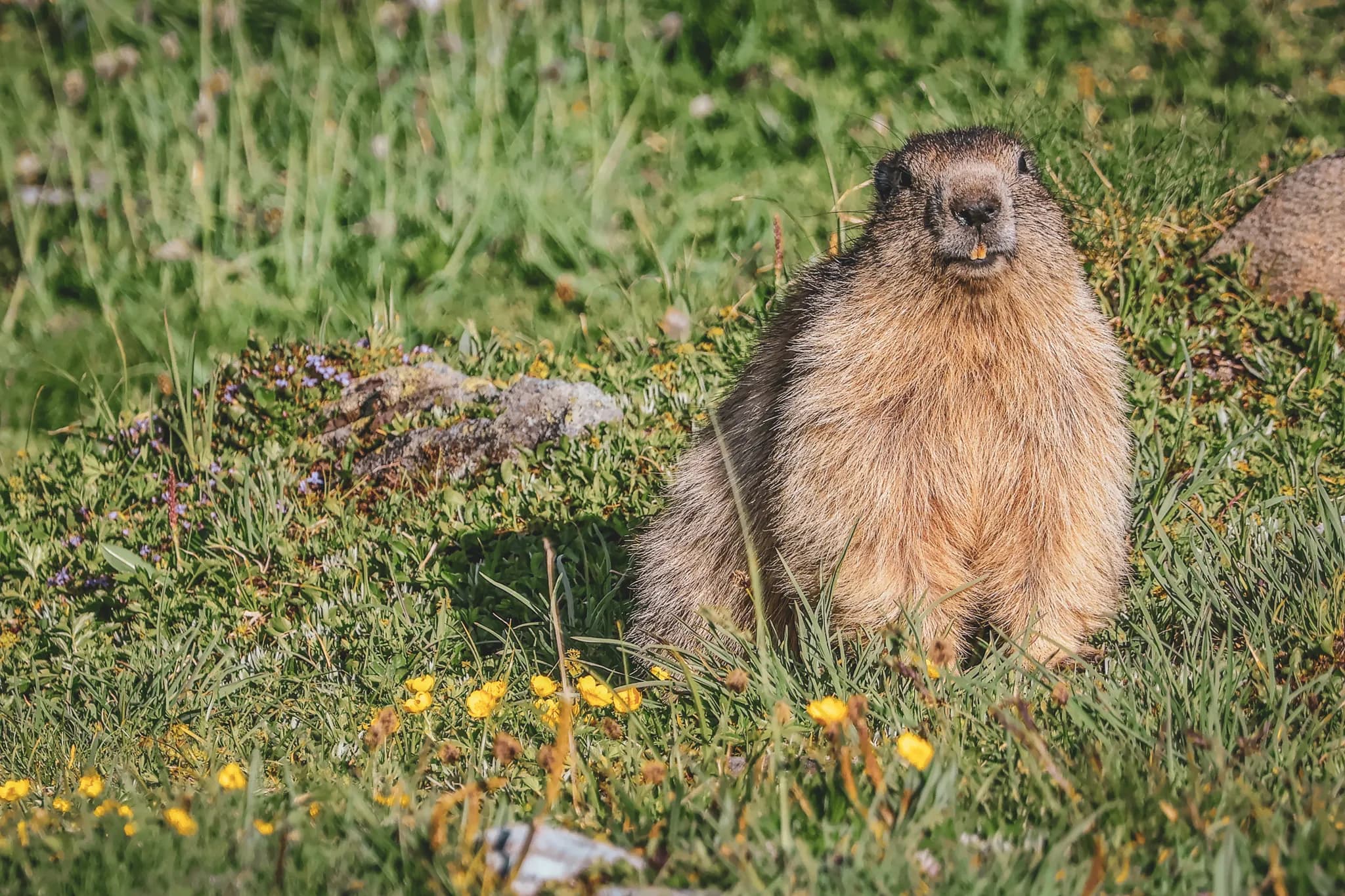 Un marmot se tient sur un sol verdoyant, entouré de fleurs jaunes et de petites plantes. Le soleil illumine son pelage brun, mettant en évidence sa texture douce et fournie. Il regarde droit devant lui avec un air curieux